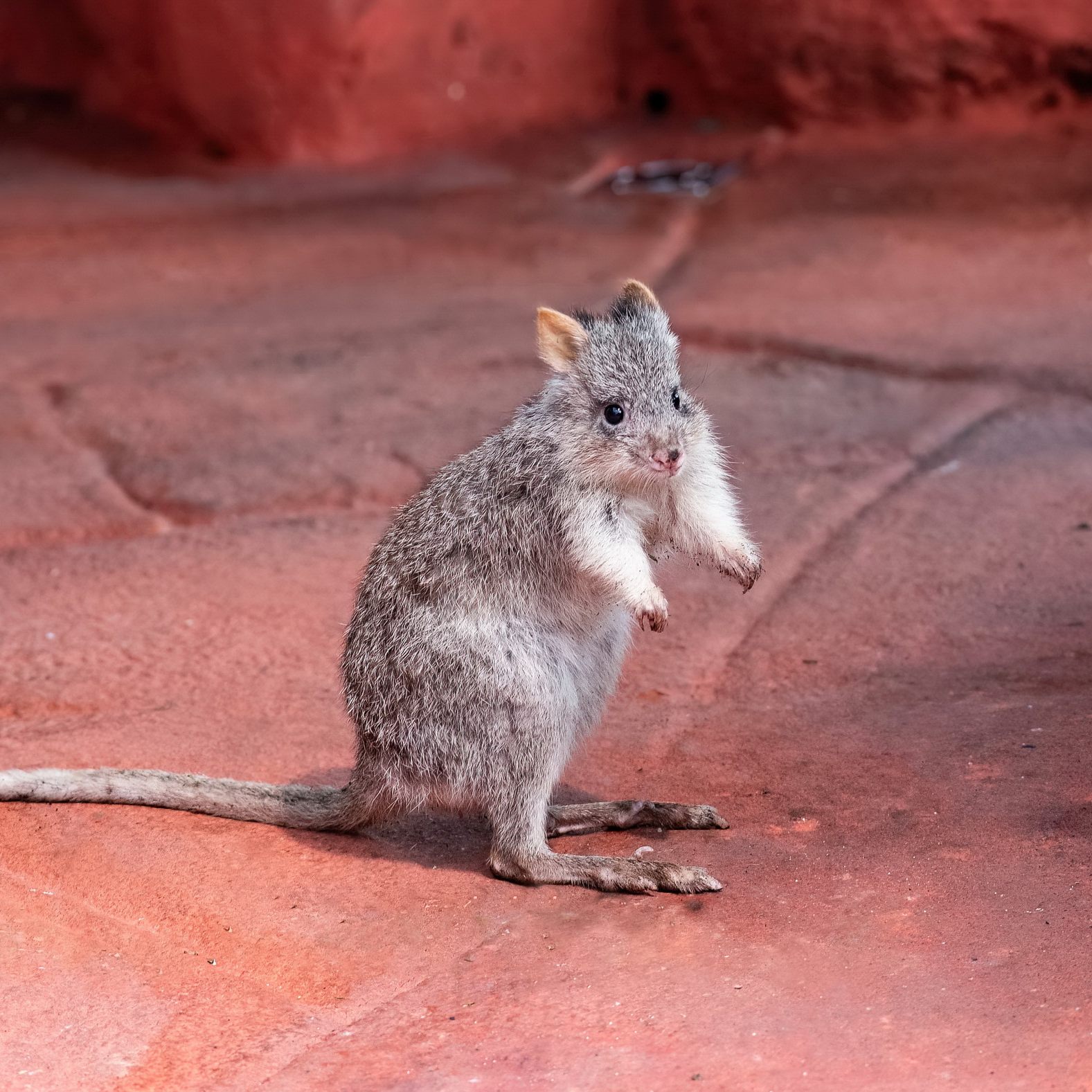 Im Haus des Meeres wurde die "Australien-Erlebniswelt" eröffnet.
