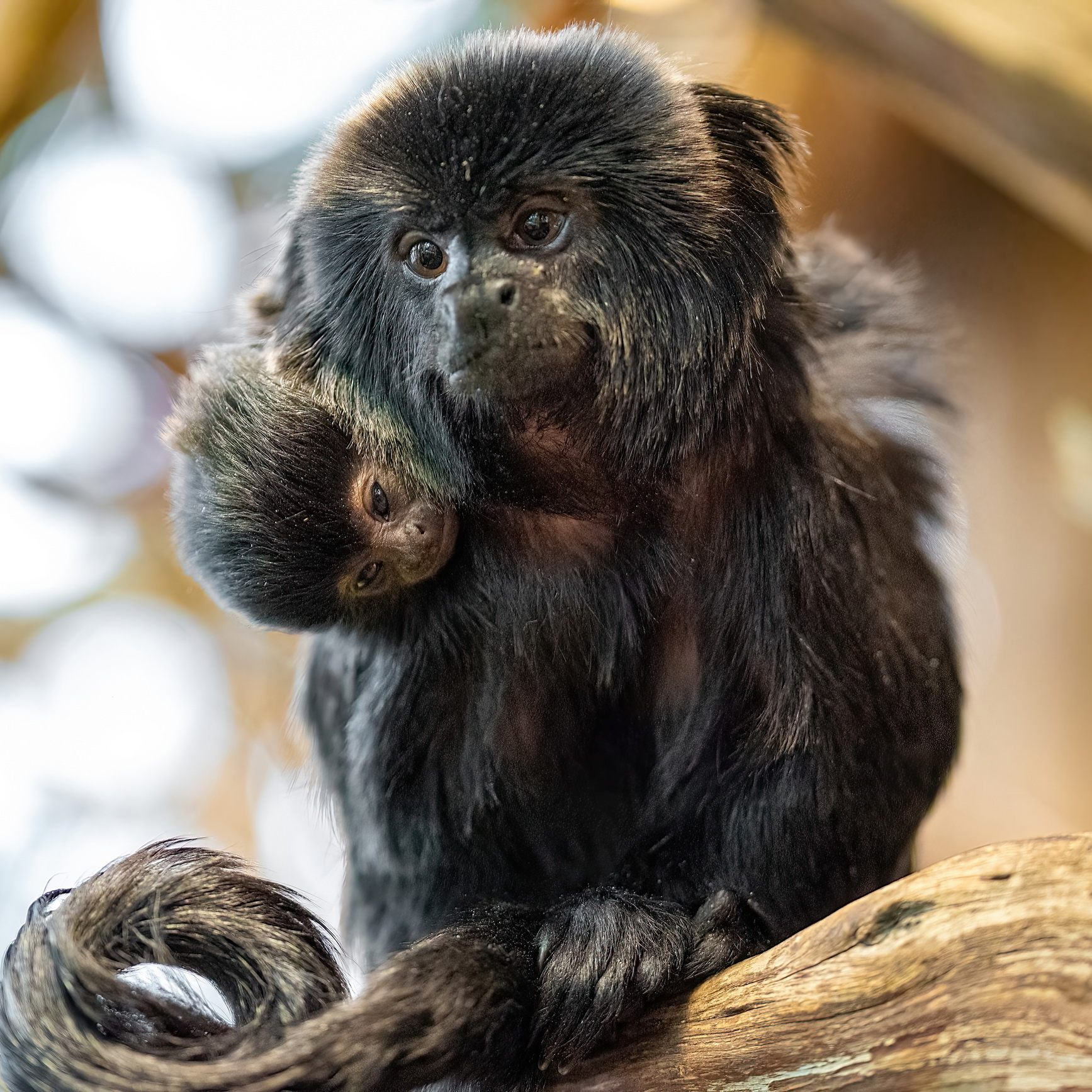 Der Baby-Springtamarin im Haus des Meeres