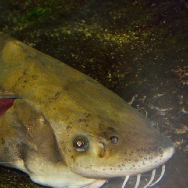 Mittlerweile sind alle Arten der Störe vom Aussterben bedroht, obwohl ihr Fang gesetzlich verboten ist.