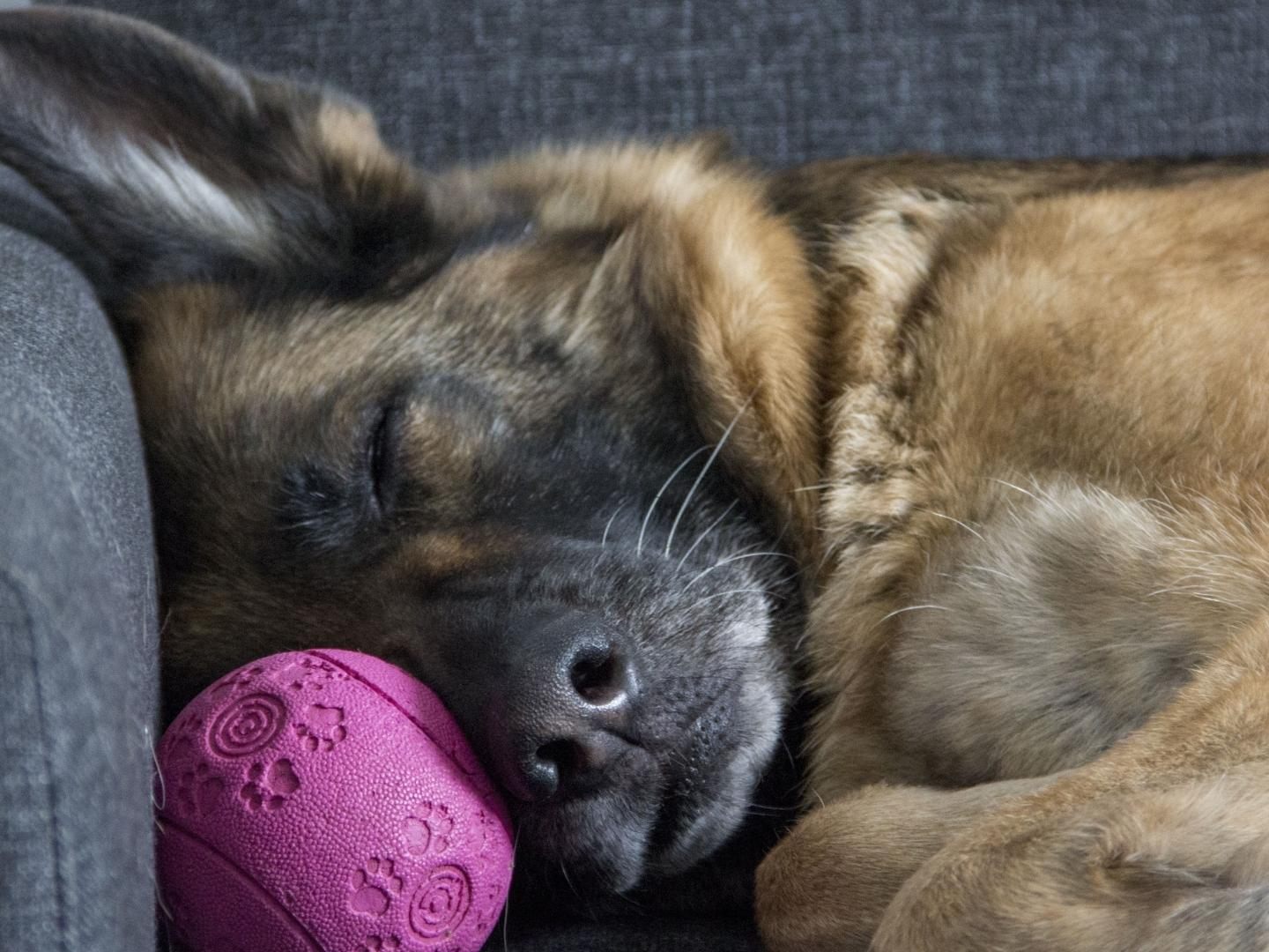 Von der Ukraine nach Frankreich