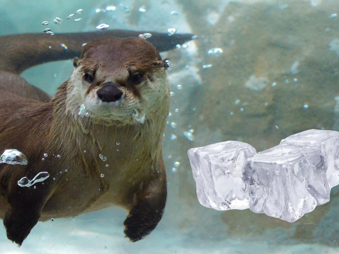In der Regel ernähren sich Otter von Fischen, Fröschen und Krabben. Manchmal darf es aber auch ein Eiswürfel sein. In der Regel ernähren sich Otter von Fischen, Fröschen und Krabben. Manchmal darf es aber auch ein Eiswürfel sein.