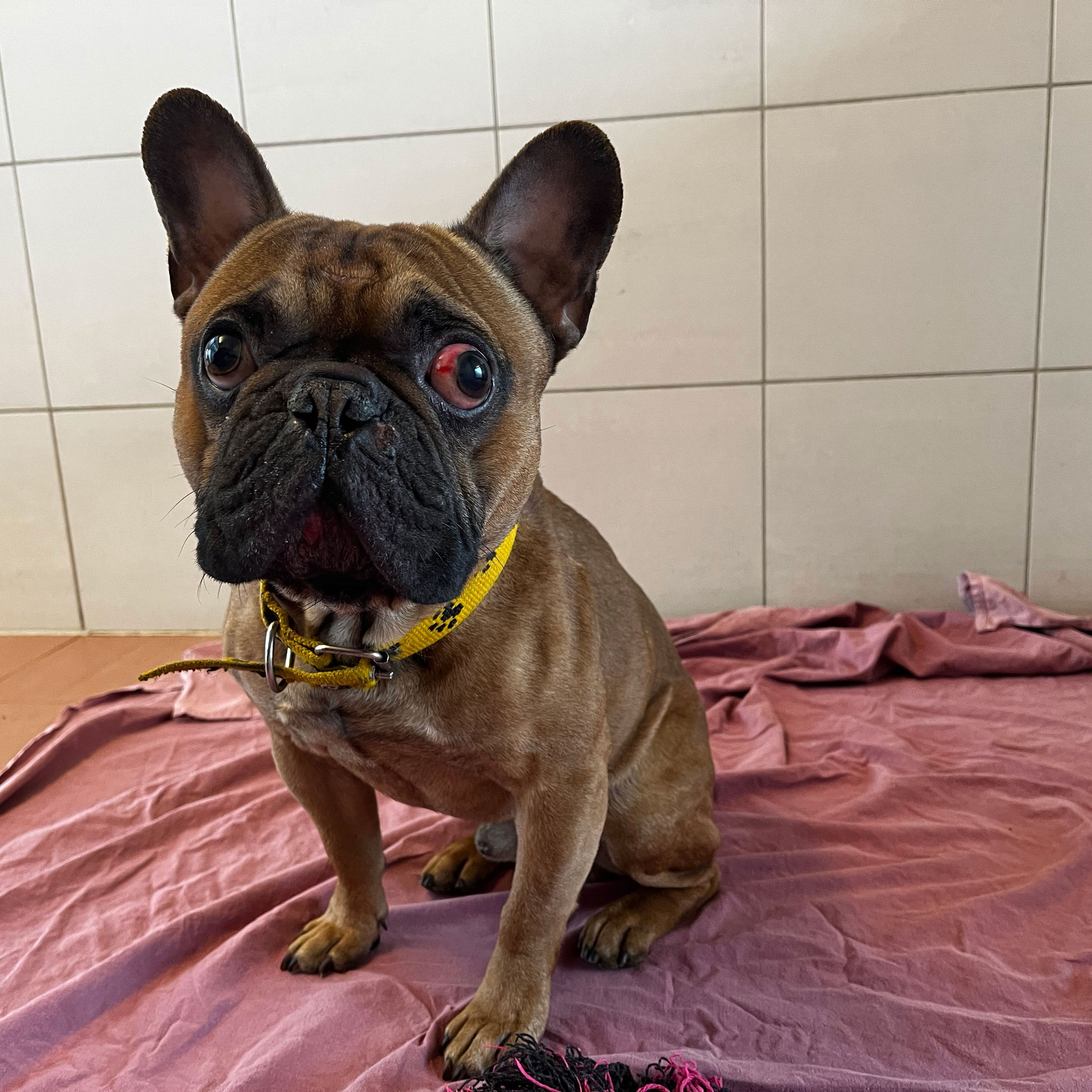 Ausgehungert und verletzt gefunden: Die Französische Bulldogge Eduard kämpft sich aktuell gesund und erholt sich