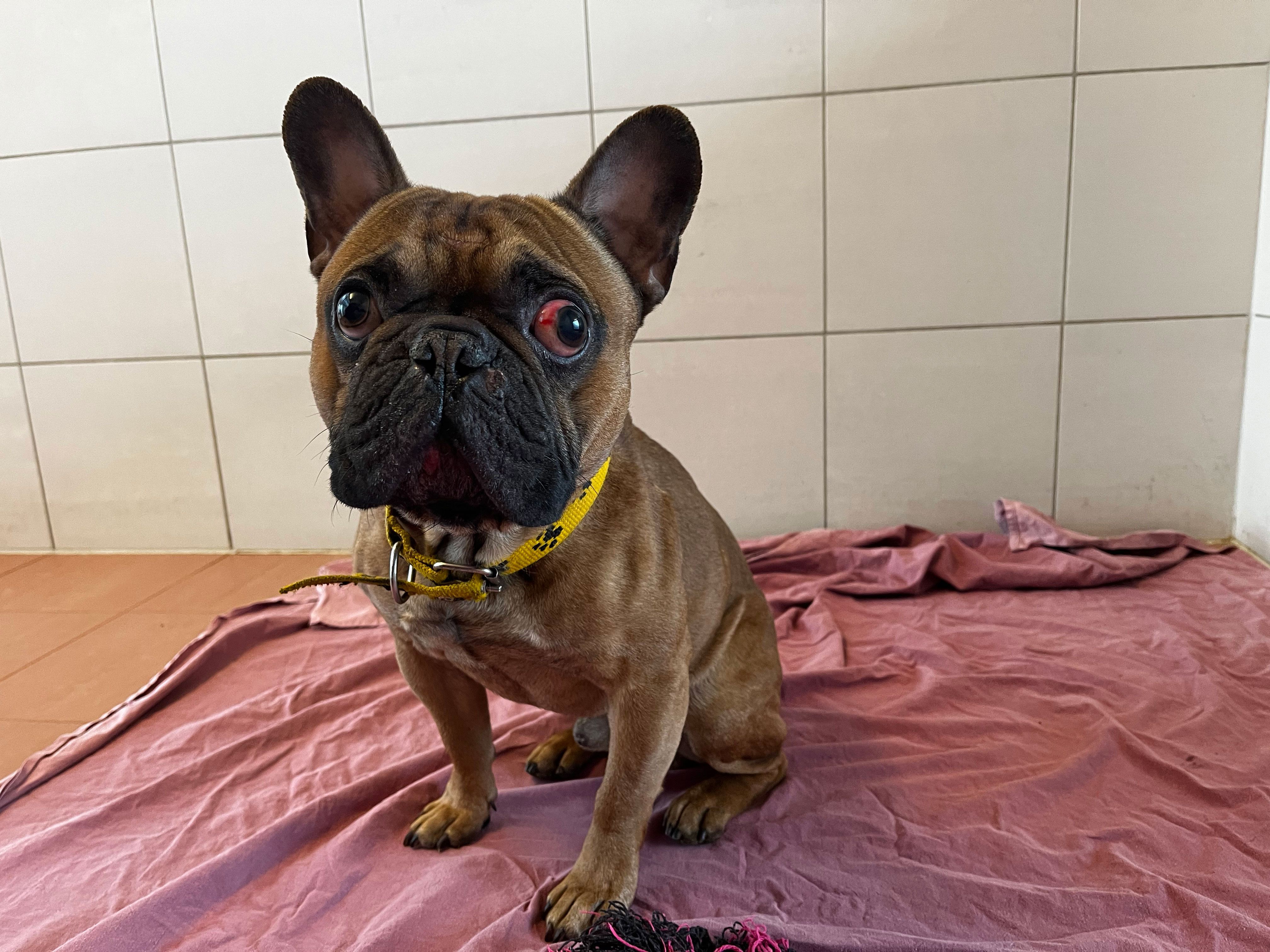 Ausgehungert und verletzt gefunden: Die Französische Bulldogge Eduard kämpft sich aktuell gesund und erholt sich Ausgehungert und verletzt gefunden: Die Französische Bulldogge Eduard kämpft sich aktuell gesund und erholt sich