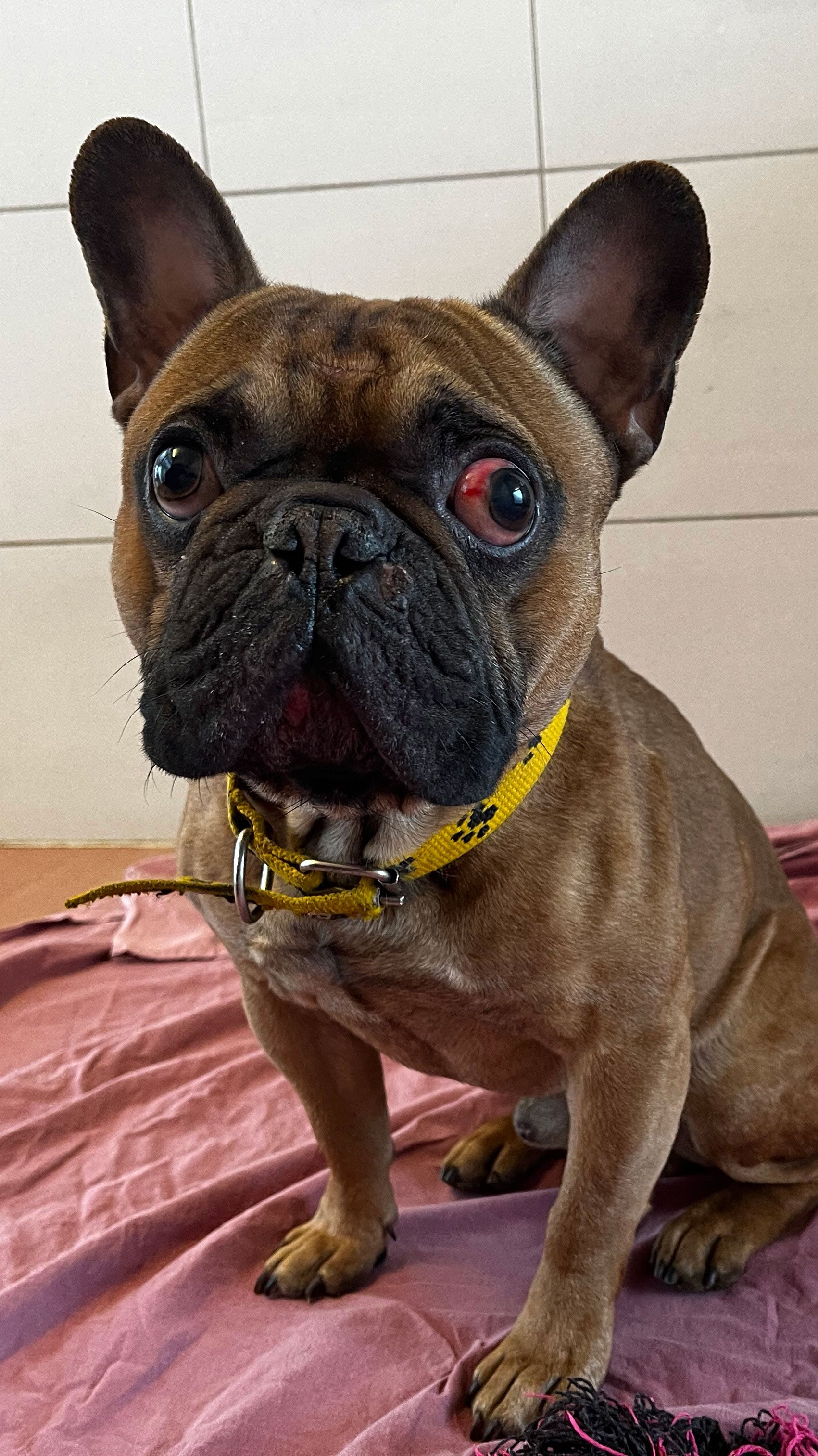 Ausgehungert und verletzt gefunden: Die Französische Bulldogge Eduard kämpft sich aktuell gesund und erholt sich