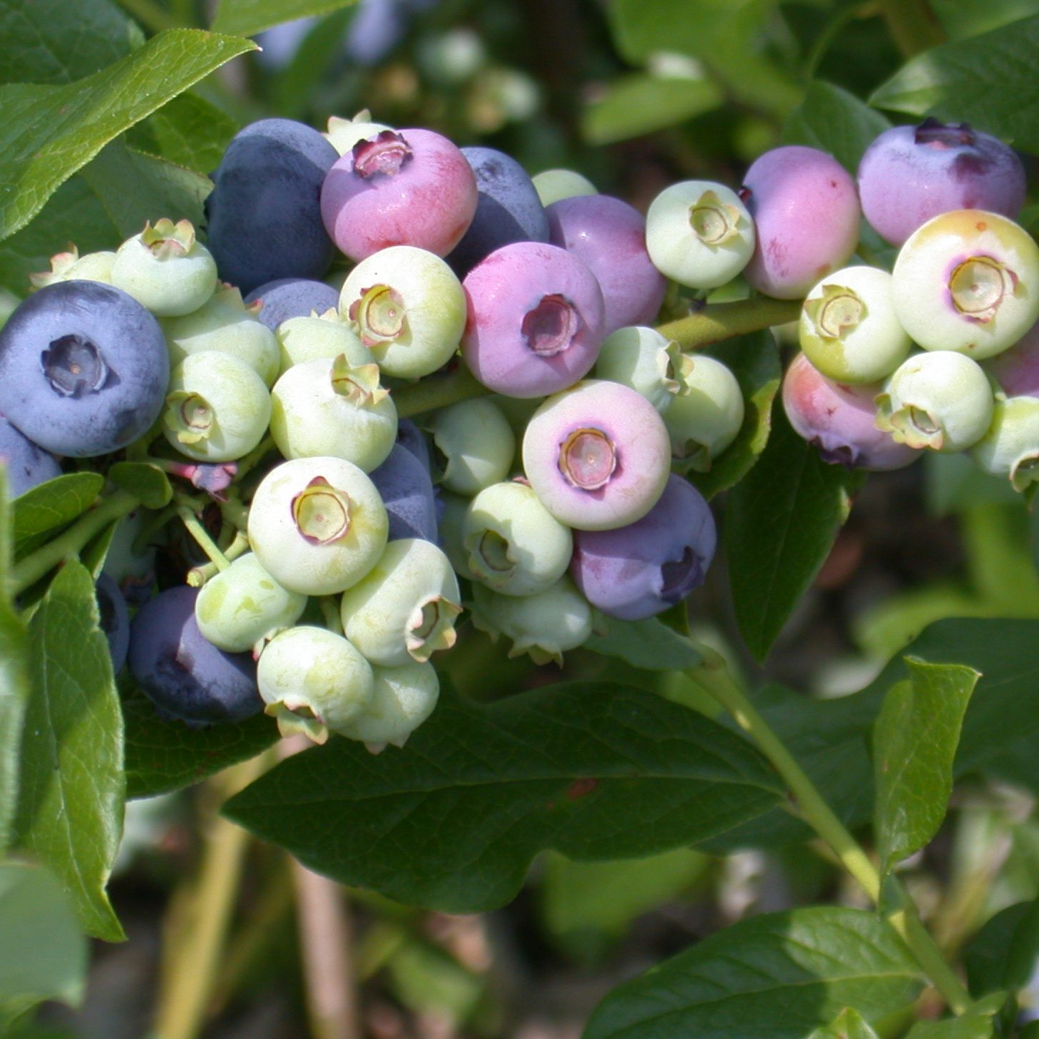 Blaue Beeren sind gesund und schmecken.