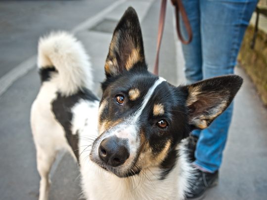 Die Robidog-Stationen sind flächendeckend über ganz Bludenz verteilt.