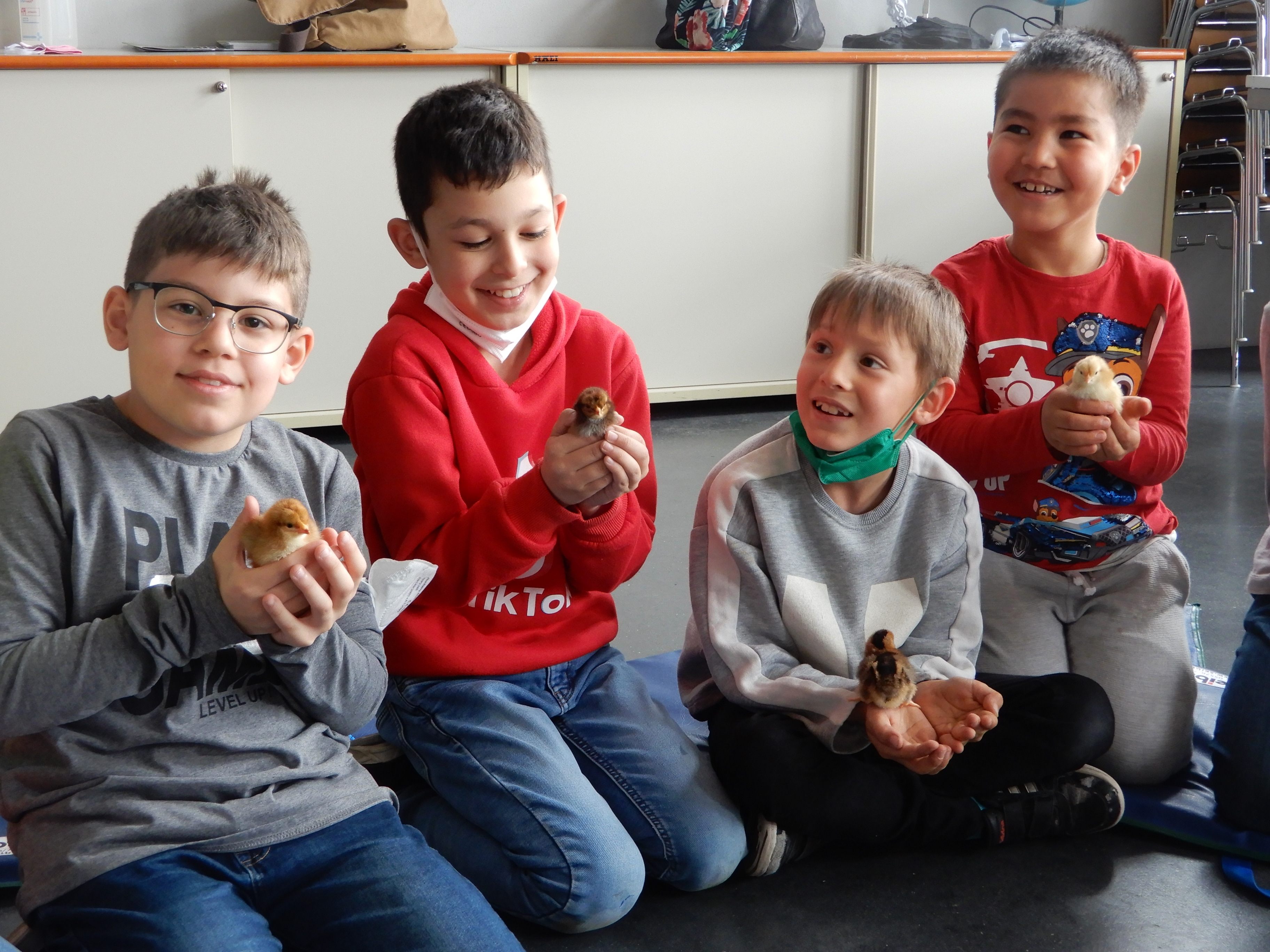 Die Kinder zeigten beim Umgang mit den jungen Tieren viel Feingefühl und schlossen die Küken sofort ins Herz. Die Kinder zeigten beim Umgang mit den jungen Tieren viel Feingefühl und schlossen die Küken sofort ins Herz.