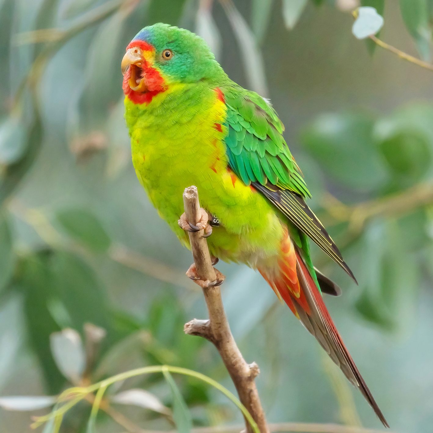 Singende Botschafter für den Welttag des Artenschutzes: Schwalbensittiche