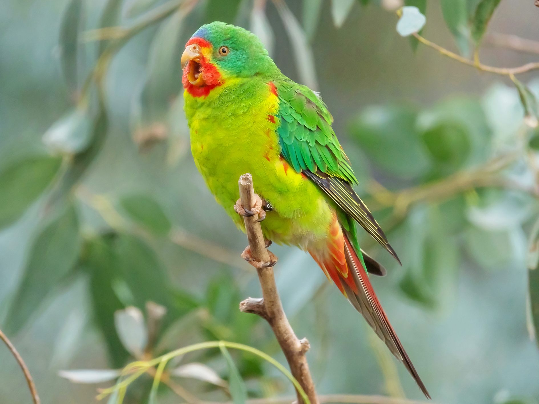 Singende Botschafter für den Welttag des Artenschutzes: Schwalbensittiche Singende Botschafter für den Welttag des Artenschutzes: Schwalbensittiche