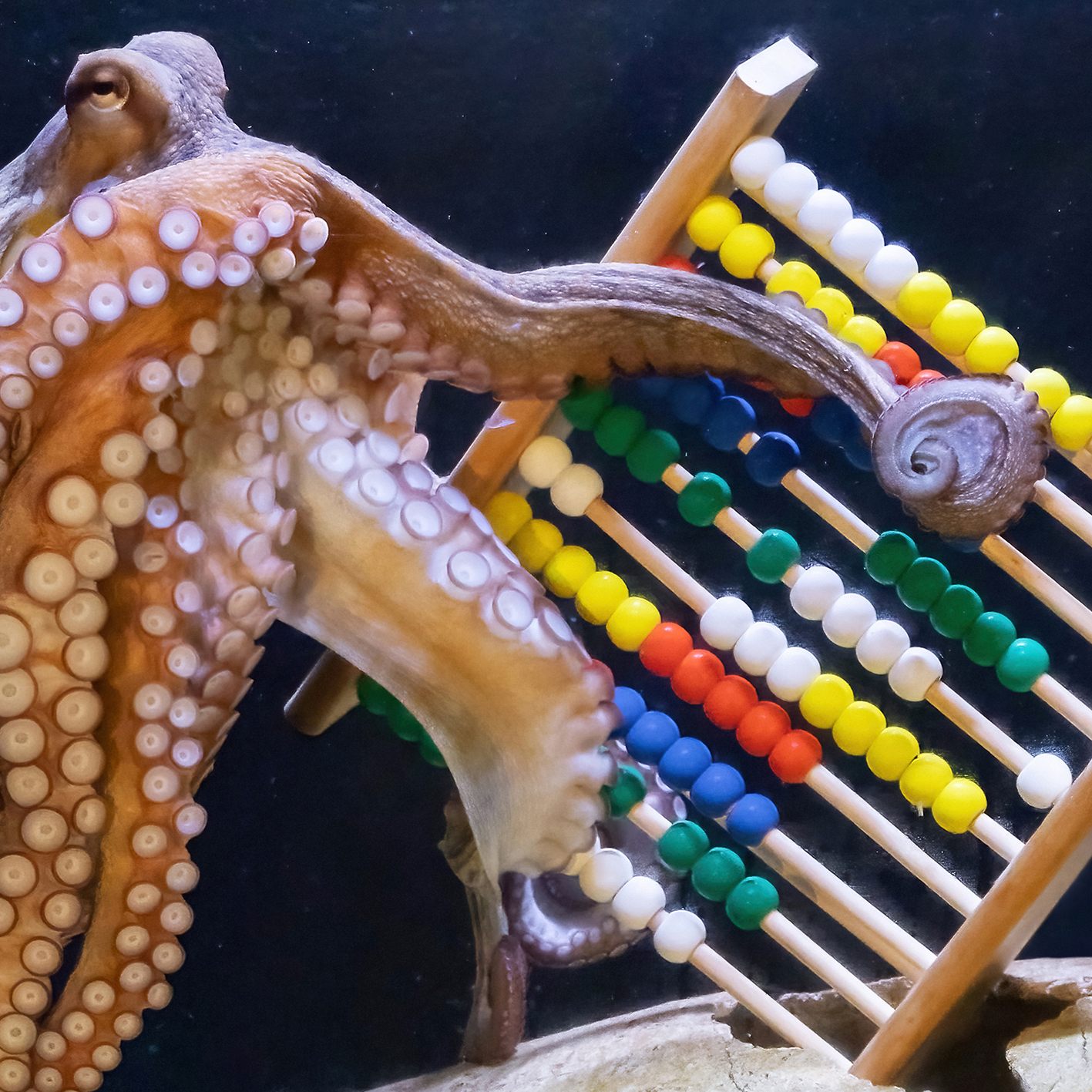 Haben sich zum 1. April "selbst gezählt": Tiere im Tiergarten Schönbrunn