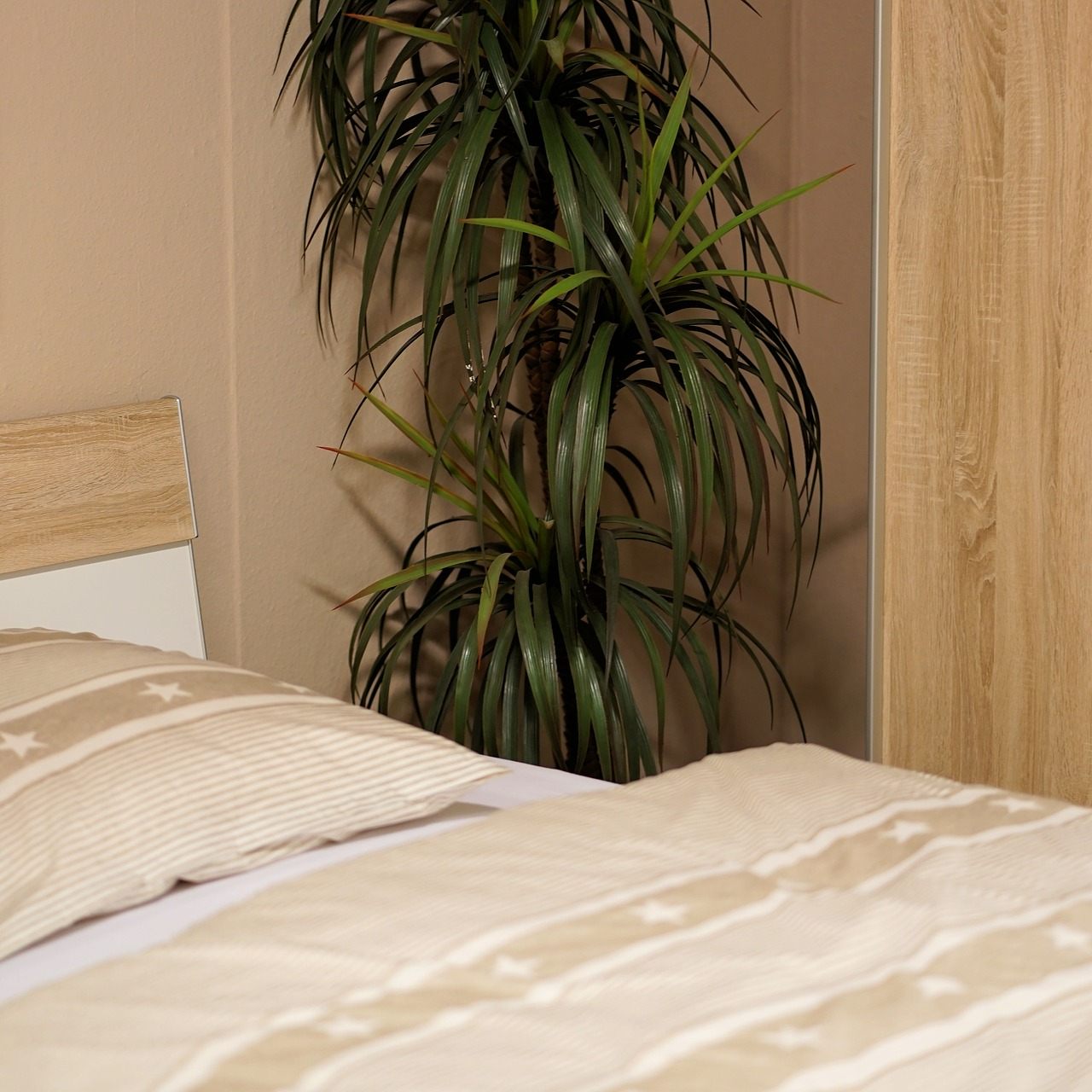 Welche Pflanzen ins Schlafzimmer passen, erfahren Sie hier