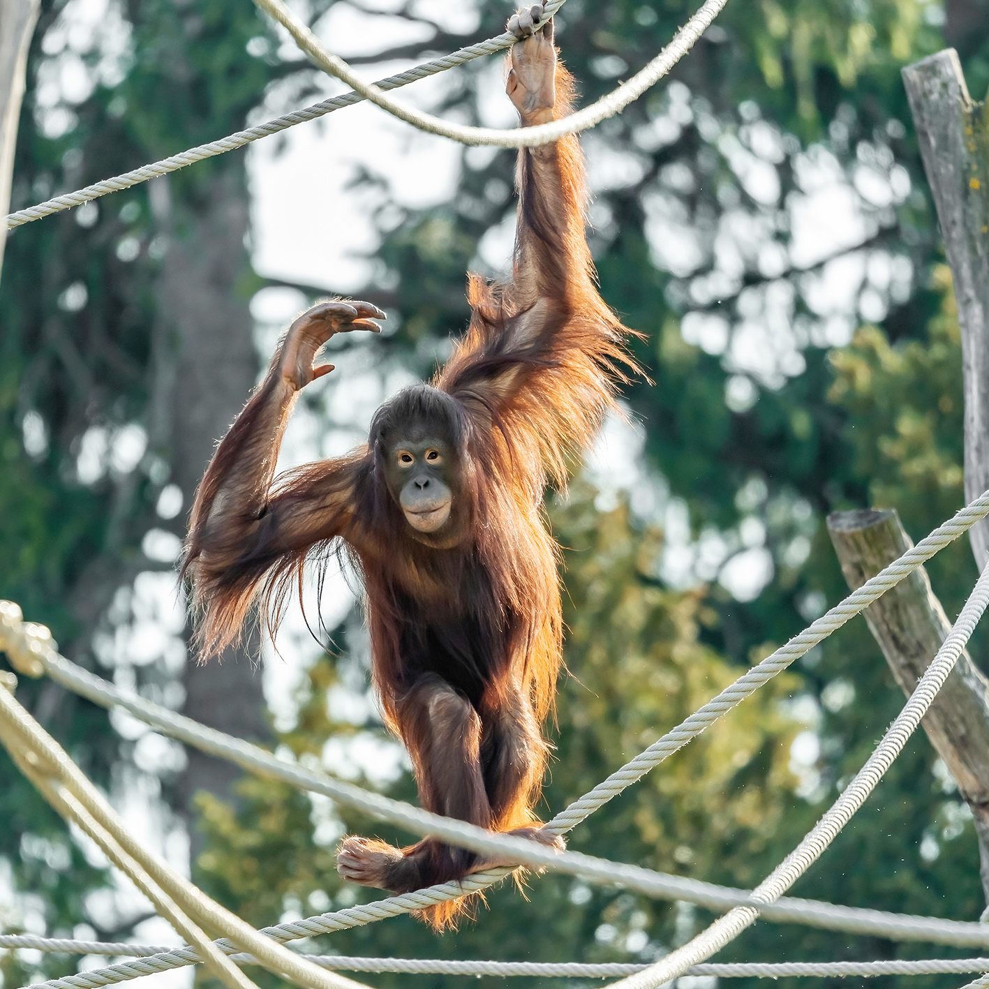 Frühlingsstimmung im Tiergarten Schönbrunn - etwa bei den Orang-Utans