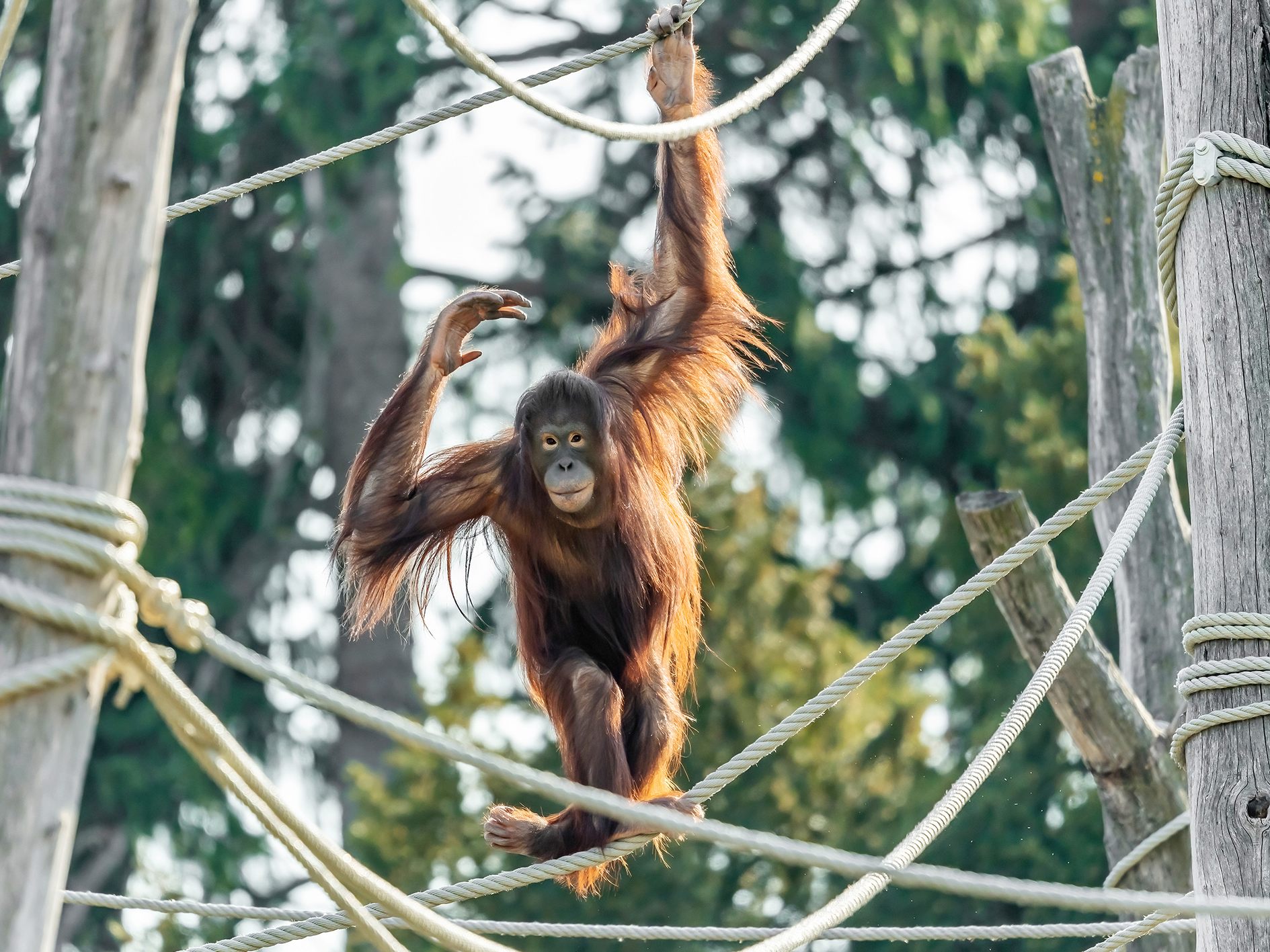 Frühlingsstimmung im Tiergarten Schönbrunn - etwa bei den Orang-Utans Frühlingsstimmung im Tiergarten Schönbrunn - etwa bei den Orang-Utans