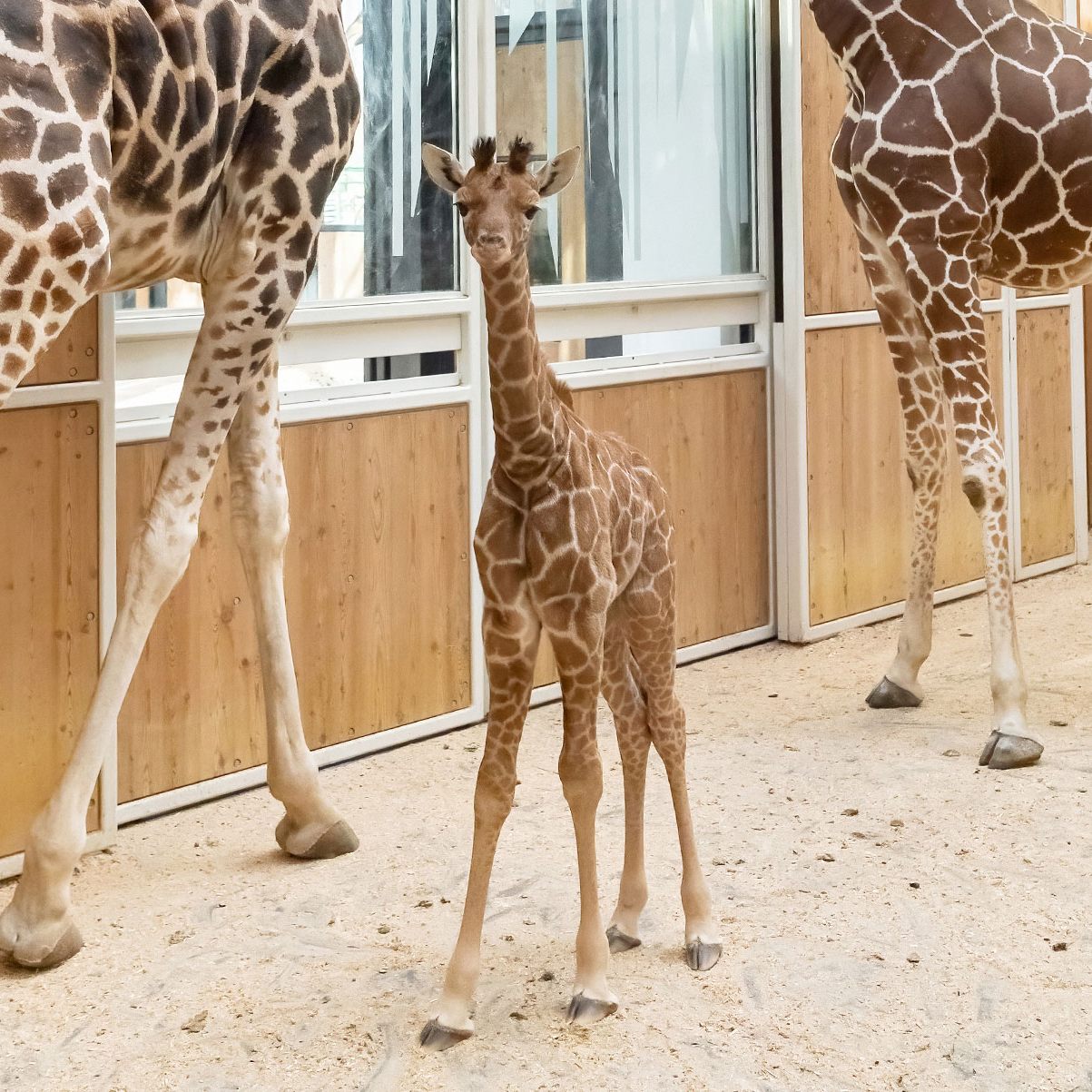 Das Giraffen-Mädchen hat nun einen Namen: "Amari" heißt in der afrikanischen Sprache Yoruba so viel wie "die Starke"