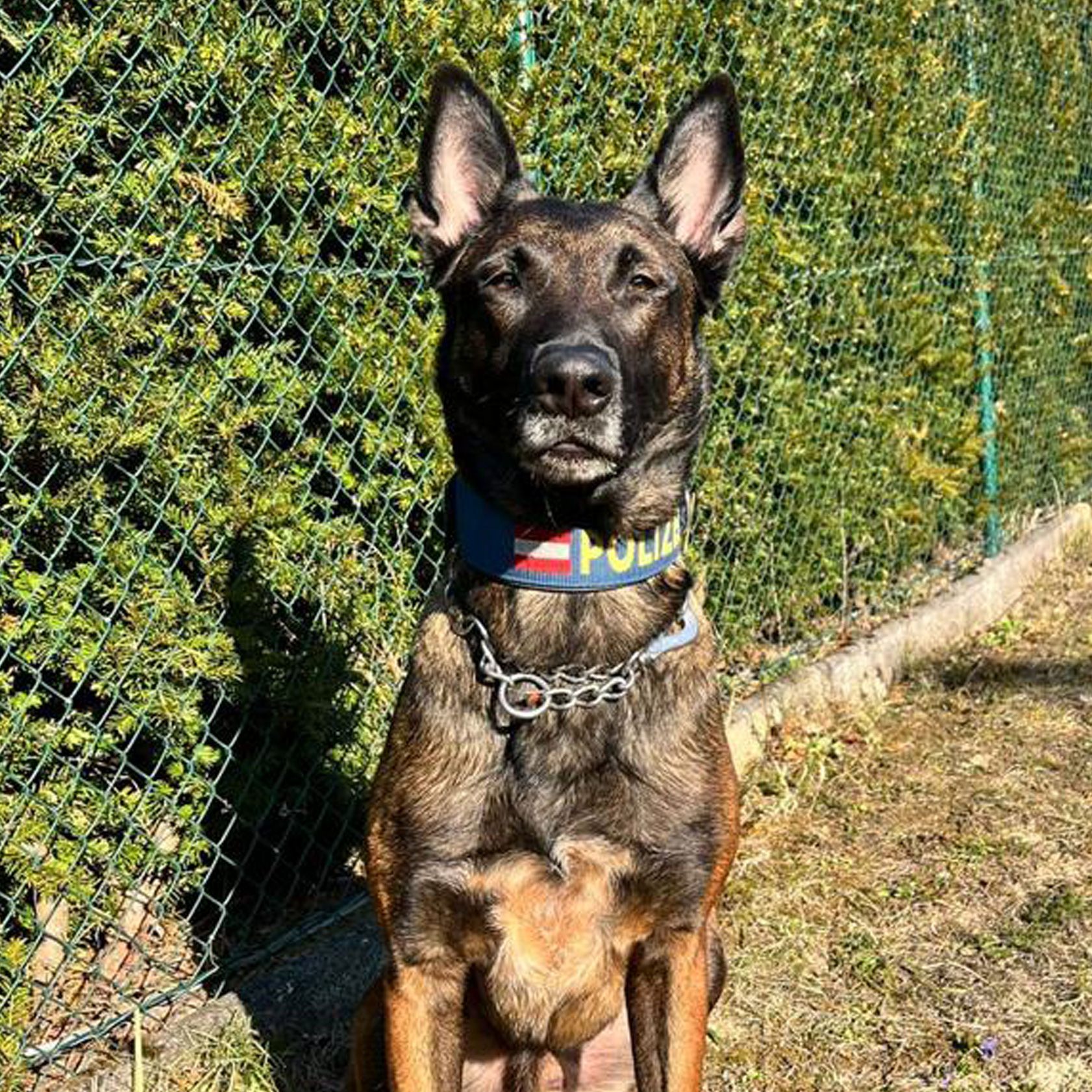 Polizeihund Lord gelang es, den abgängigen Senioren zu finden