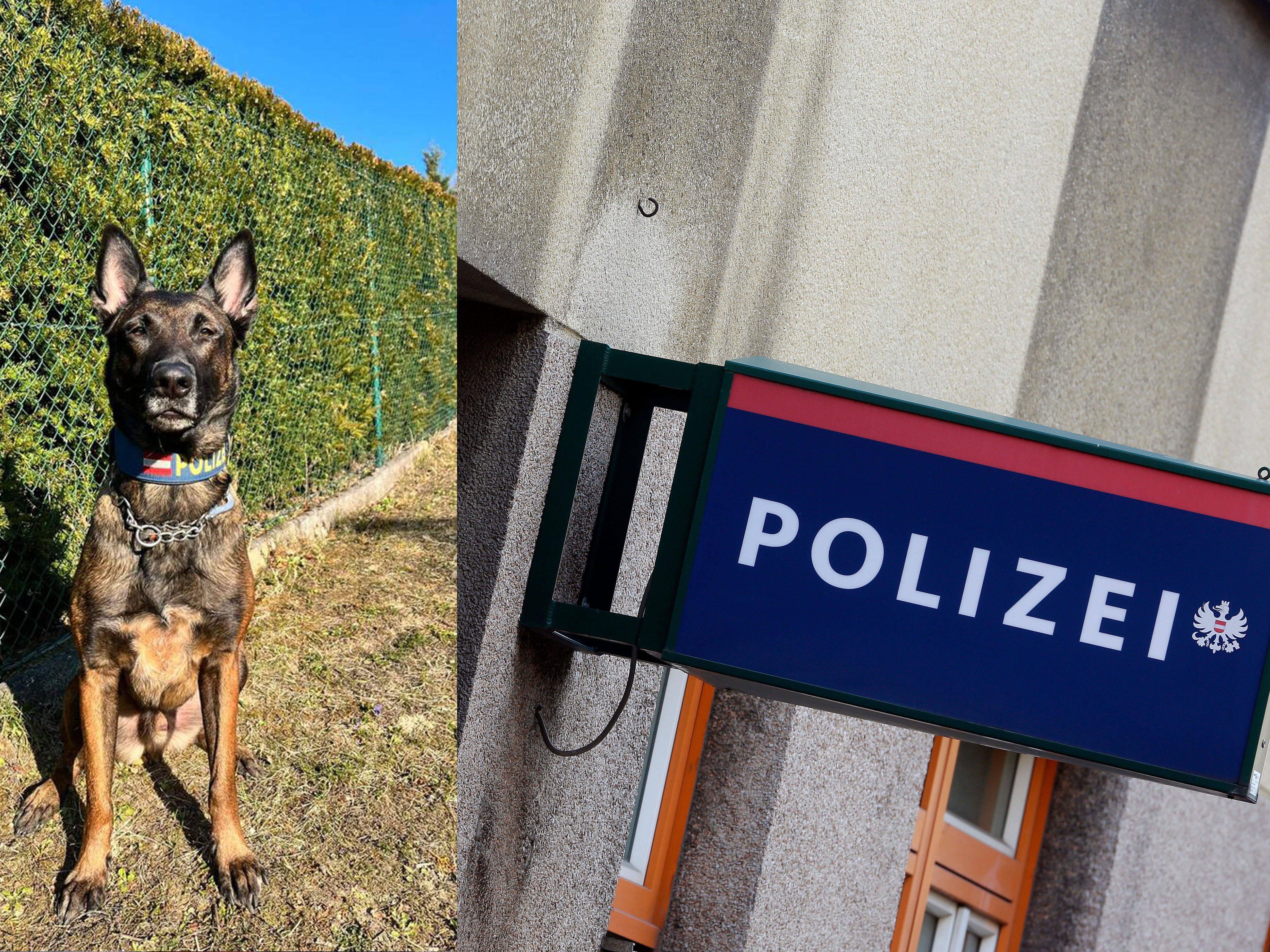 Polizeihund Lord gelang es, den abgängigen Senioren zu finden Polizeihund Lord gelang es, den abgängigen Senioren zu finden