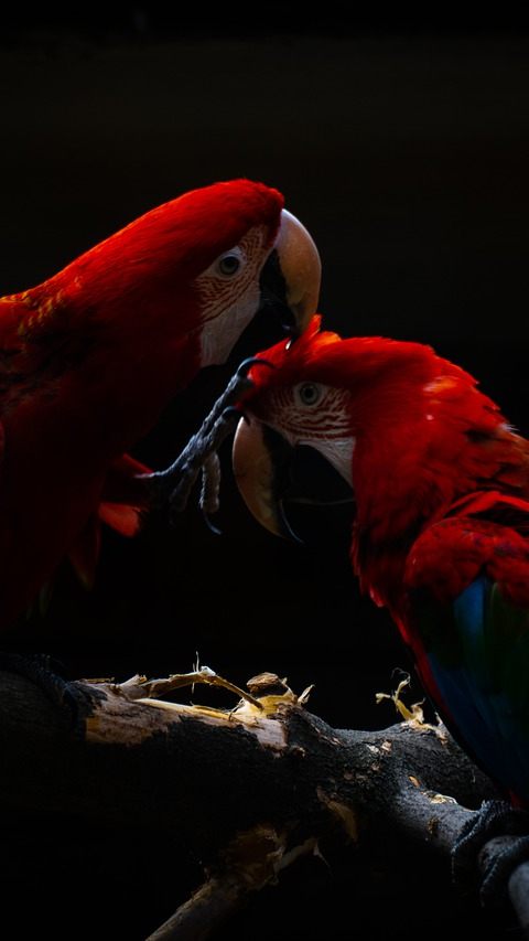 Papageien ziehen ins ehemalige Gewächshaus der Universität Wien.