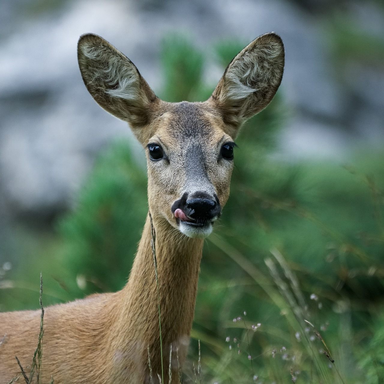 Tierschutz Austria unterstützt das Anrainer-Anliegen und drängt auf schonende Betäubung der Rehe in der Donaustadt