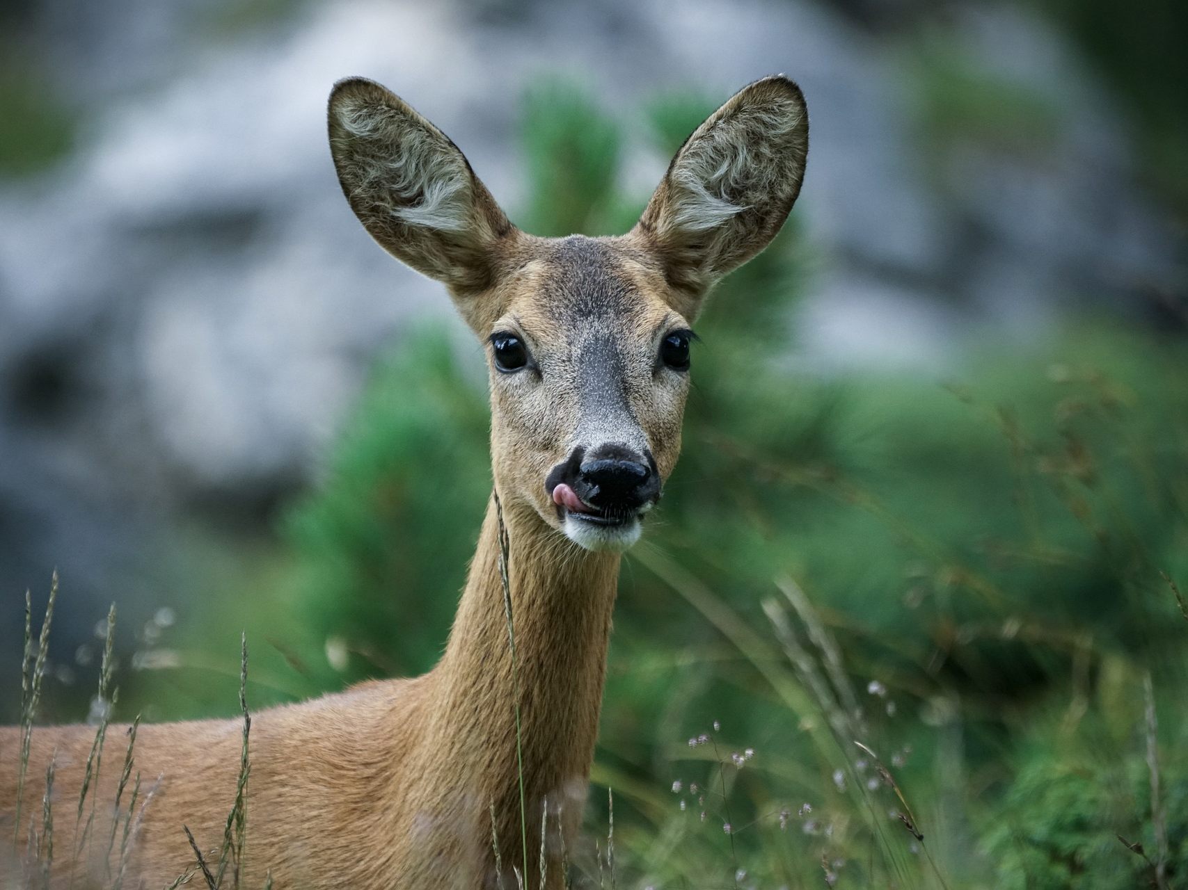 Tierschutz Austria unterstützt das Anrainer-Anliegen und drängt auf schonende Betäubung der Rehe in der Donaustadt Tierschutz Austria unterstützt das Anrainer-Anliegen und drängt auf schonende Betäubung der Rehe in der Donaustadt