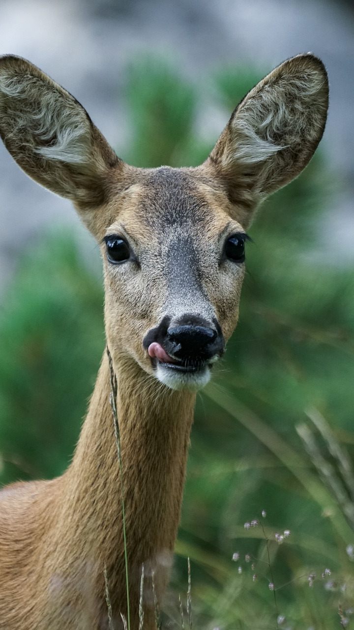 Tierschutz Austria unterstützt das Anrainer-Anliegen und drängt auf schonende Betäubung der Rehe in der Donaustadt