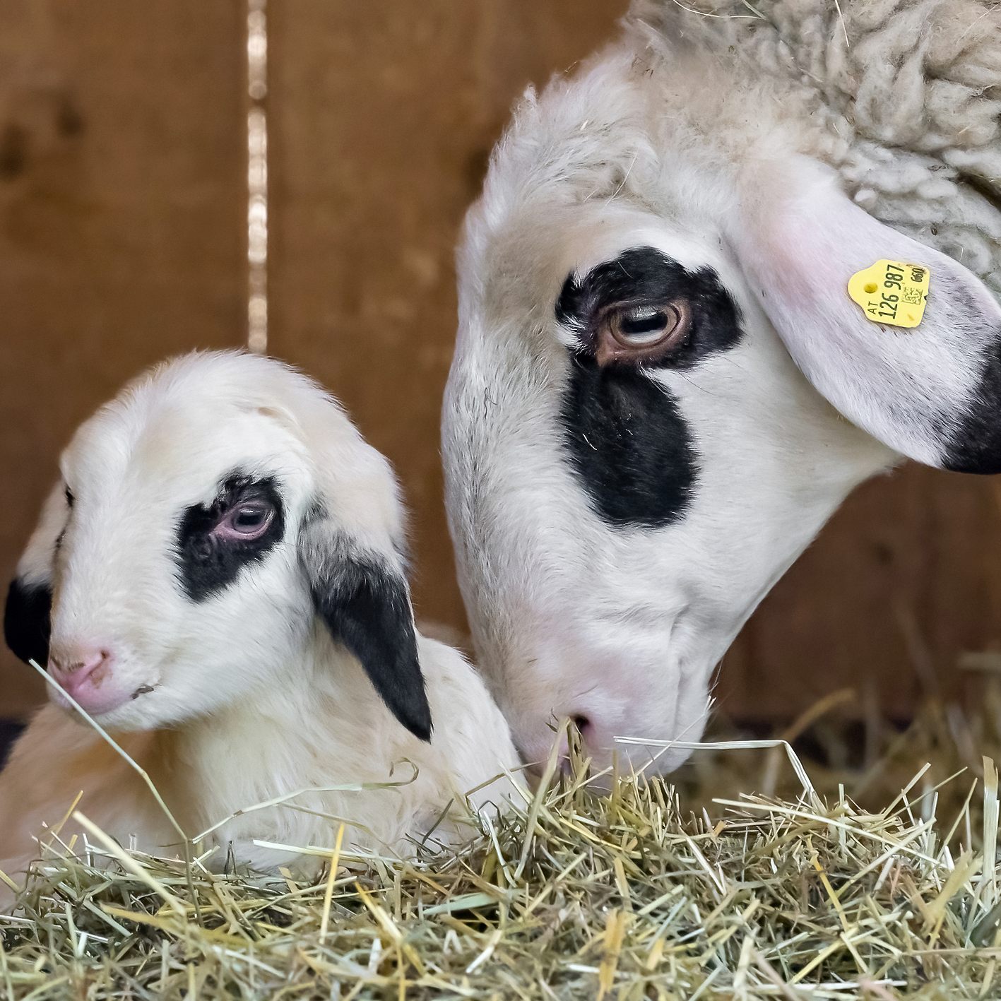Unter anderem freuten sich die Kärtner Brillenschafe am Tirolerhof über Nachwuchs
