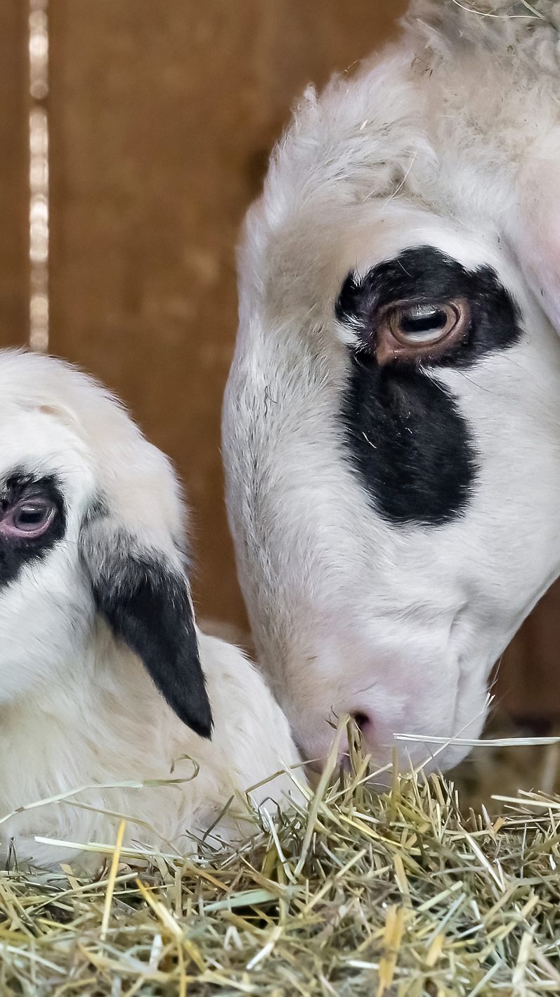 Unter anderem freuten sich die Kärtner Brillenschafe am Tirolerhof über Nachwuchs