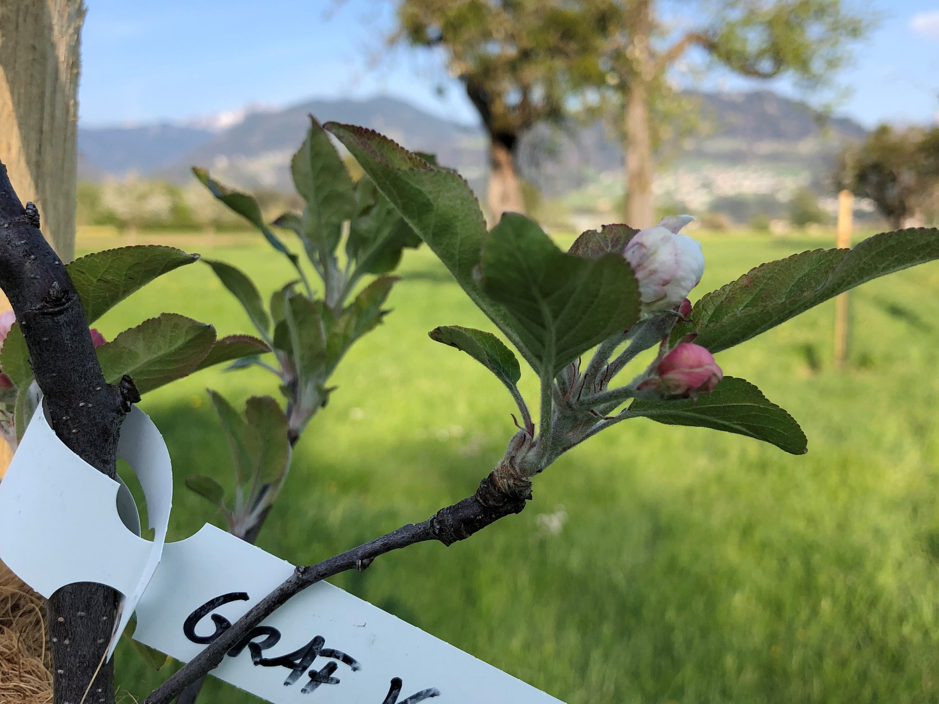 Junger Obstbaum im Bereich Schelmenweg