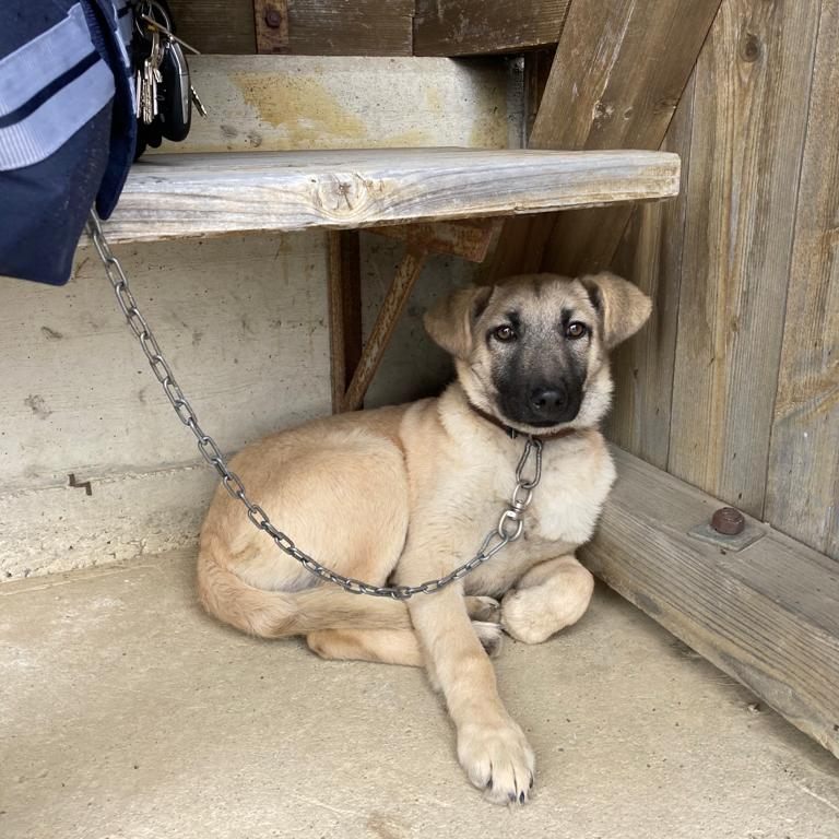 An dieser Busstation an der L80 in Haidershofen fand man den ausgesetzten Welpen