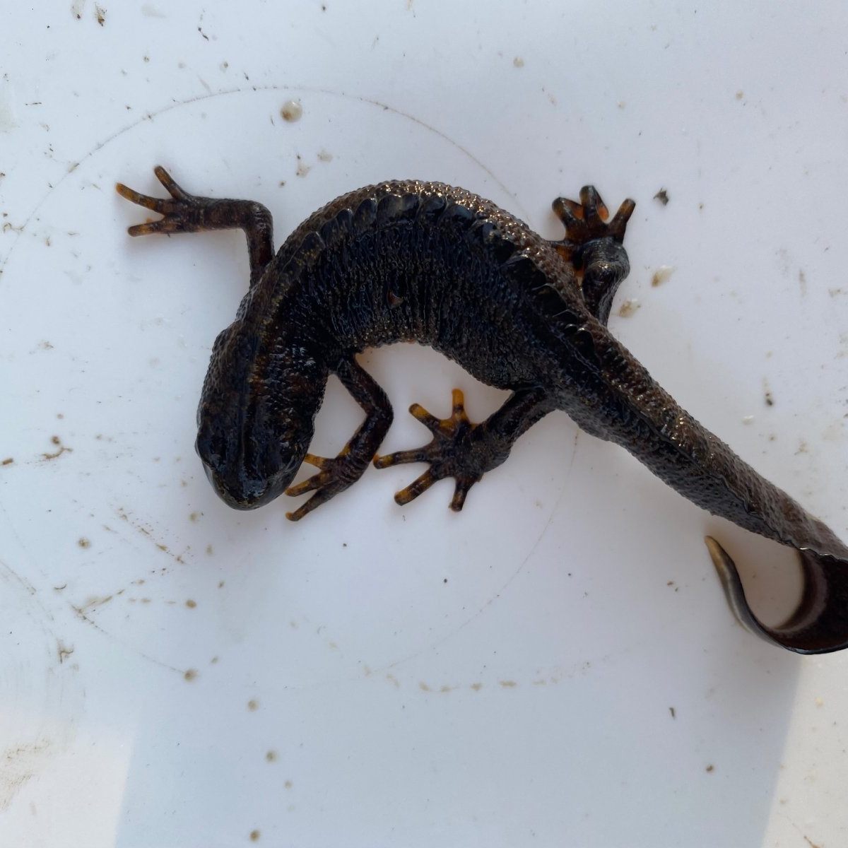 Seltener Alpenkammmolch in Wien-Hernals gefunden.