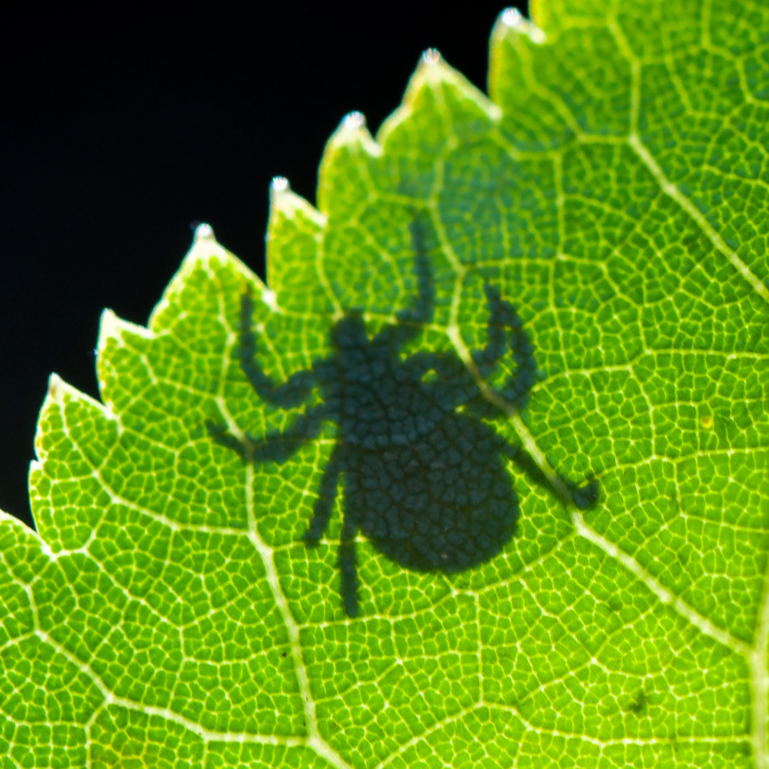 Gibt es Zecken nur im Sommer? - Wir klären über die gängisten Irrtümer auf.