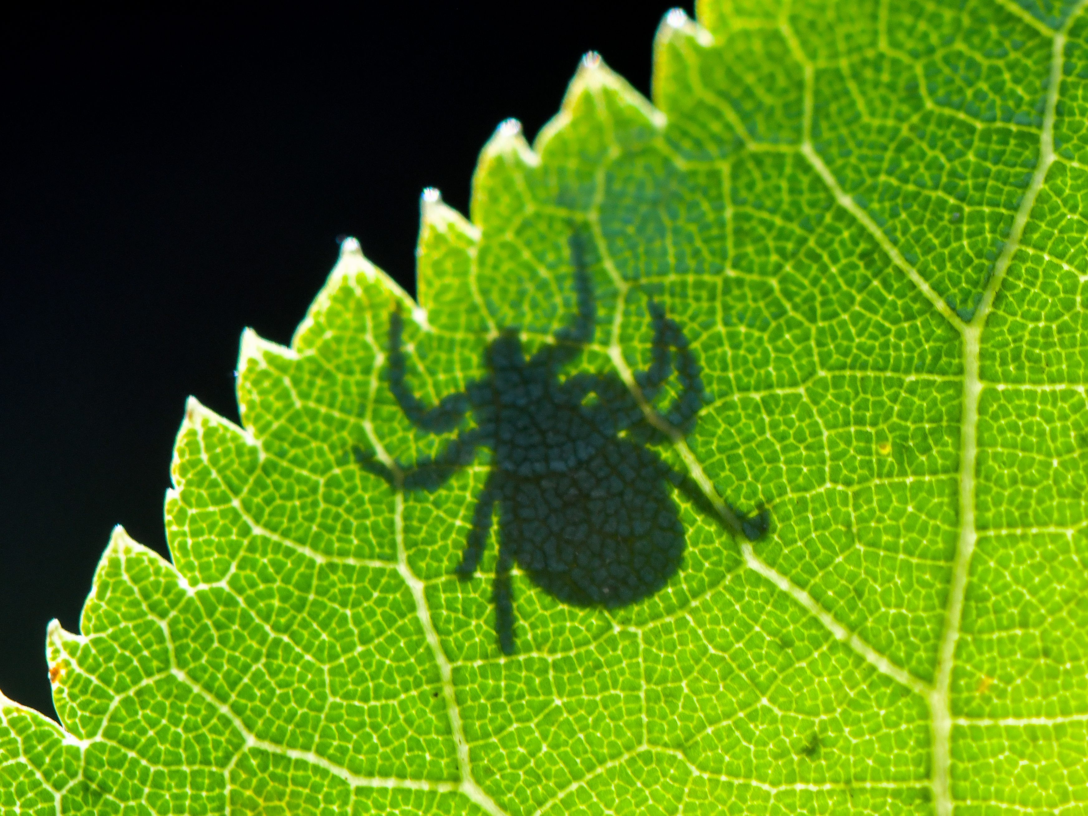 Gibt es Zecken nur im Sommer? - Wir klären über die gängisten Irrtümer auf.