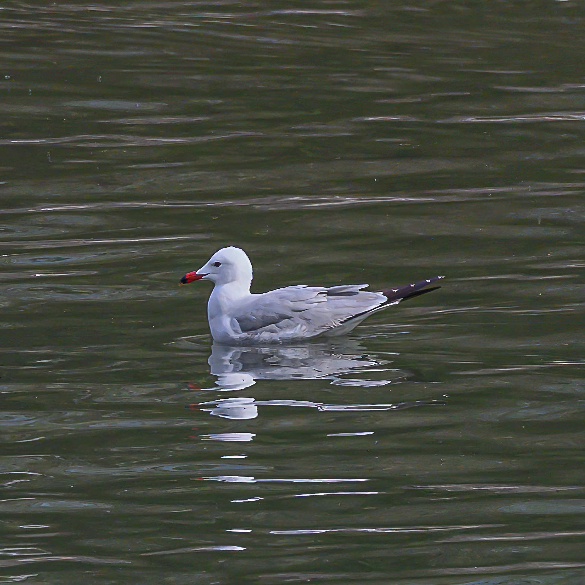 Von der Korallenmöwe gibt es weltweit nur rund 15.000 Brutpaare.