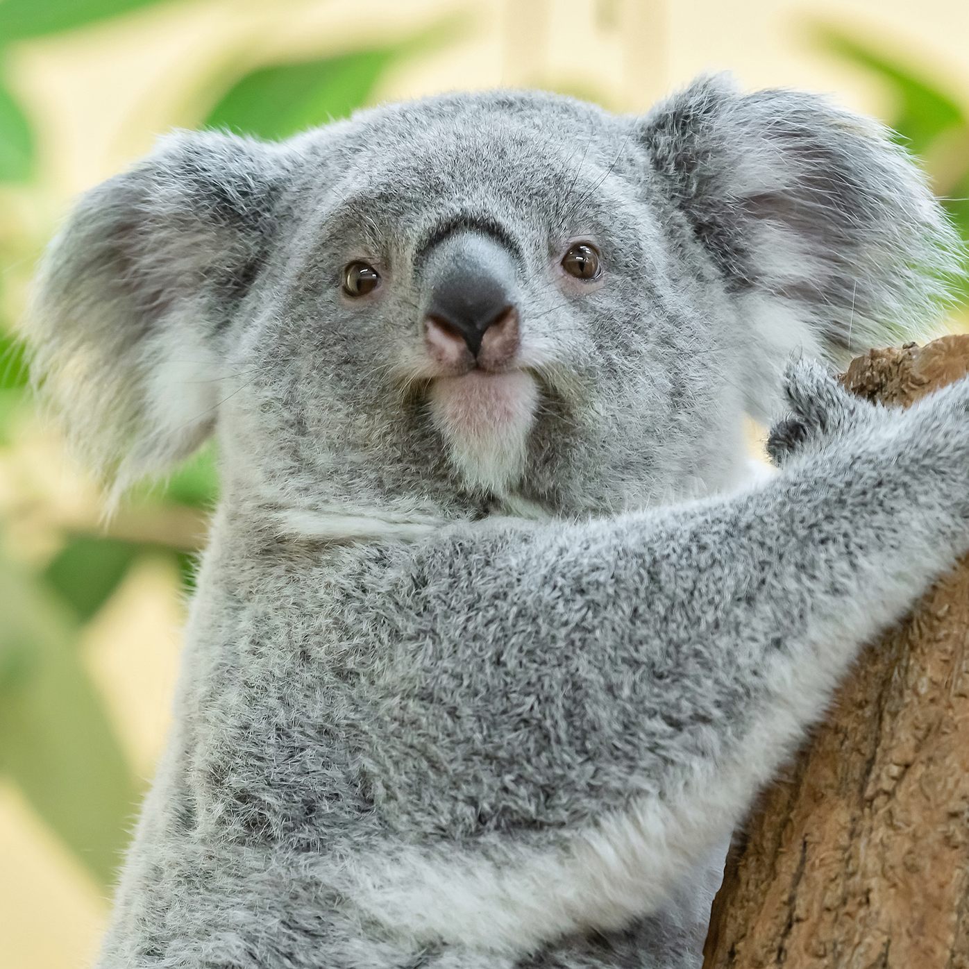 Koala-Nachwuchs Millaa Millaa ist zwei Jahre alt. Ihre Geburt war eine besondere Sensation, denn sie ist der erste Koala-Nachwuchs im Tiergarten Schönbrunn.
