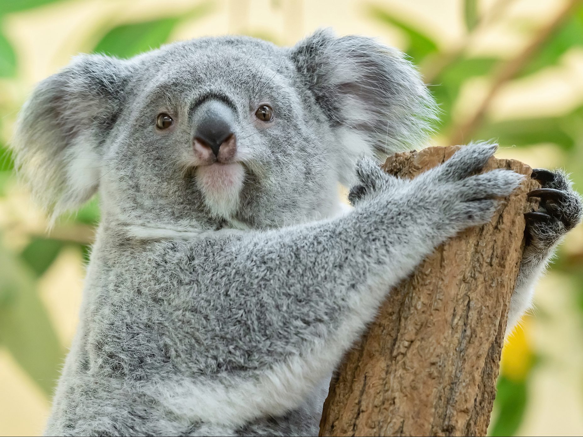 Koala-Nachwuchs Millaa Millaa ist zwei Jahre alt. Ihre Geburt war eine besondere Sensation, denn sie ist der erste Koala-Nachwuchs im Tiergarten Schönbrunn. Koala-Nachwuchs Millaa Millaa ist zwei Jahre alt. Ihre Geburt war eine besondere Sensation, denn sie ist der erste Koala-Nachwuchs im Tiergarten Schönbrunn.