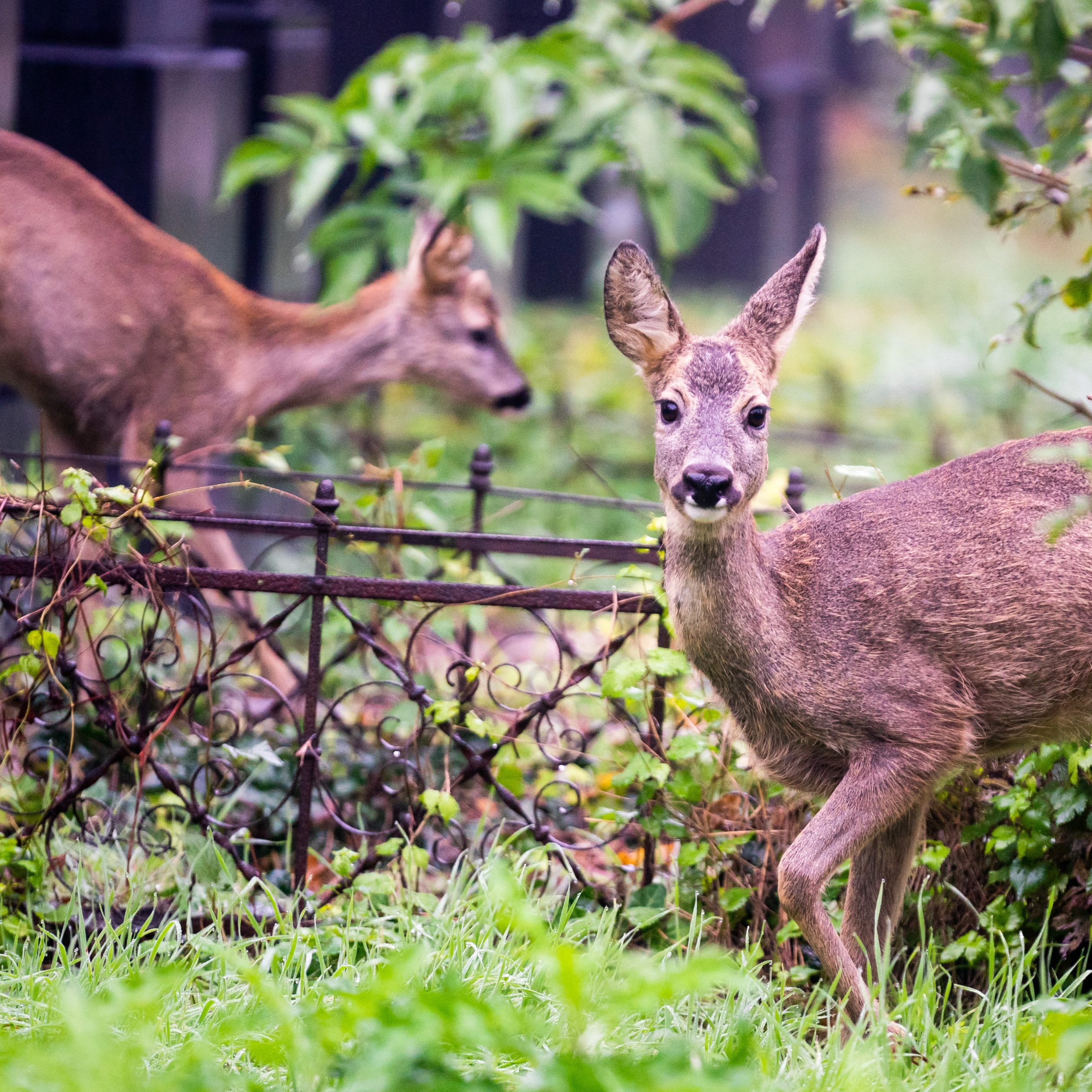 Nicht nur Rehe am Wiener Zentralfriedhof gehören zum Wildleben in der Großstadt. Im Buch "Das wilde Wien" wird dem wilden Leben auf Wiens Friedhöfen ein Kapitel gewidmet.