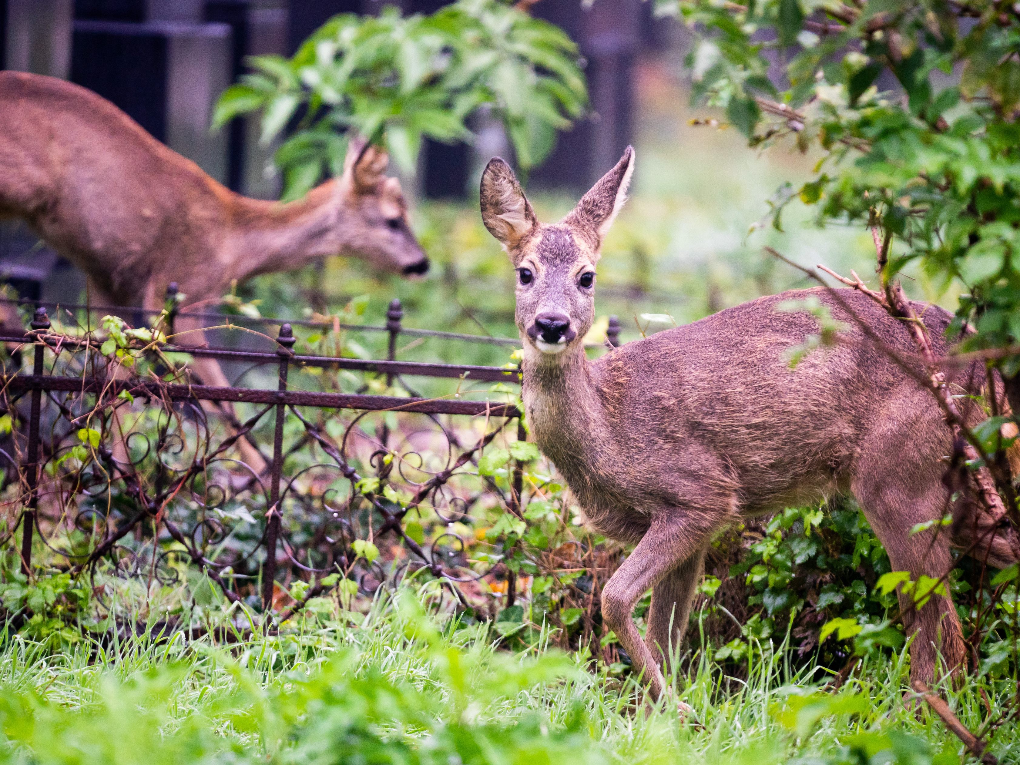 Nicht nur Rehe am Wiener Zentralfriedhof gehören zum Wildleben in der Großstadt. Im Buch "Das wilde Wien" wird dem wilden Leben auf Wiens Friedhöfen ein Kapitel gewidmet. Nicht nur Rehe am Wiener Zentralfriedhof gehören zum Wildleben in der Großstadt. Im Buch "Das wilde Wien" wird dem wilden Leben auf Wiens Friedhöfen ein Kapitel gewidmet.