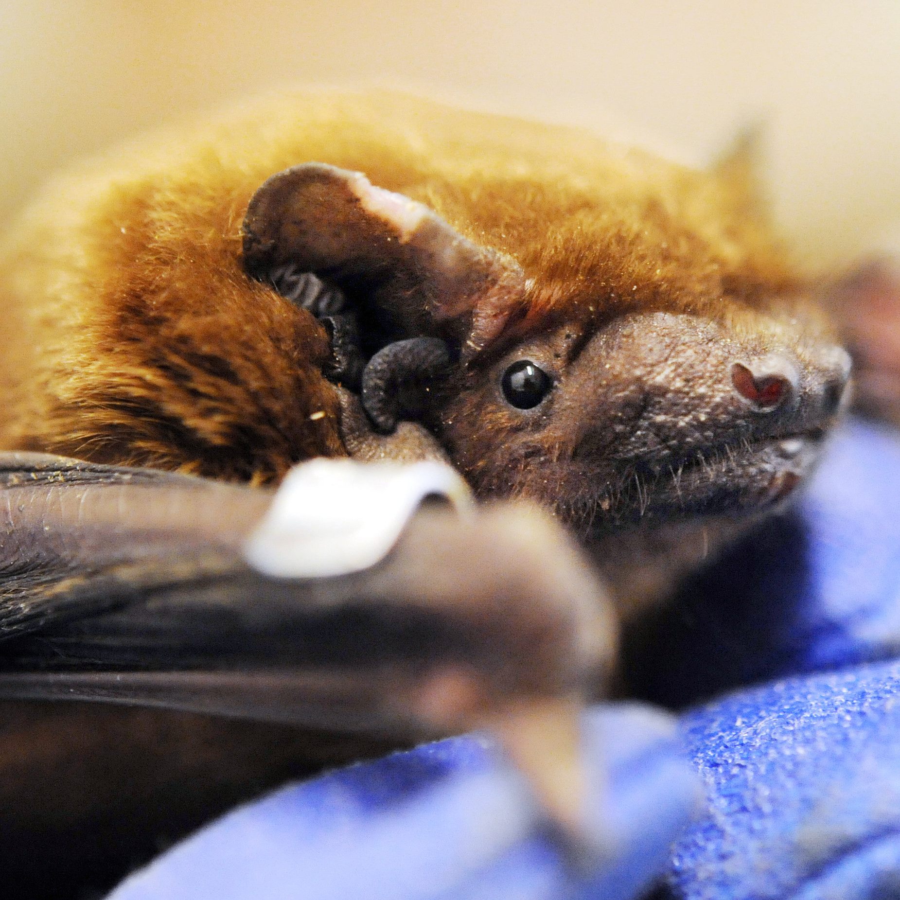 Die Stadt Wien eröffnete ein Quartier für verletzte Fledermäuse.