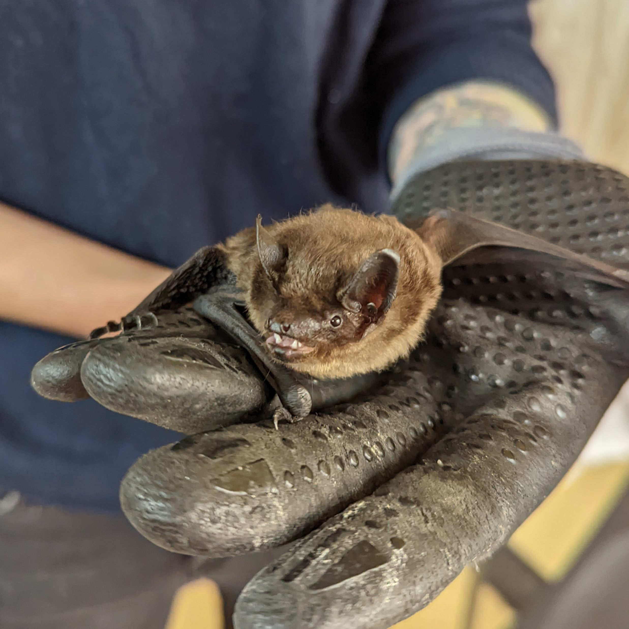 Aus Hochhaus in Wien gerettete Fledermäuse erwachen aus Winterschlaf
