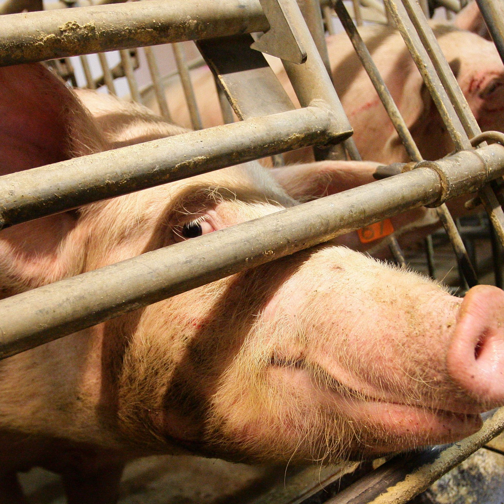 Schlachtschweine bringen Bauern aktuelle mehr ein.