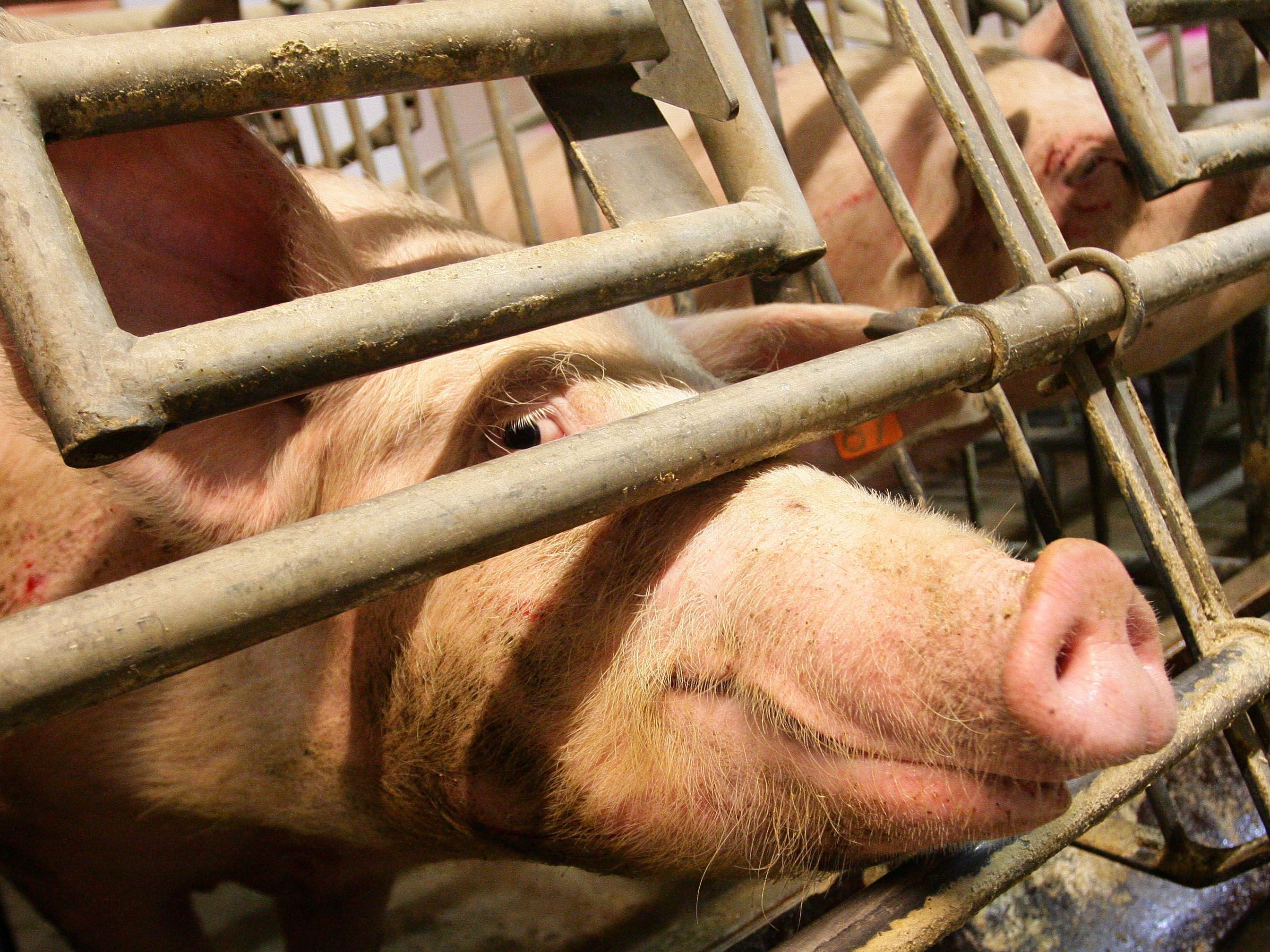 Schlachtschweine bringen Bauern aktuelle mehr ein.