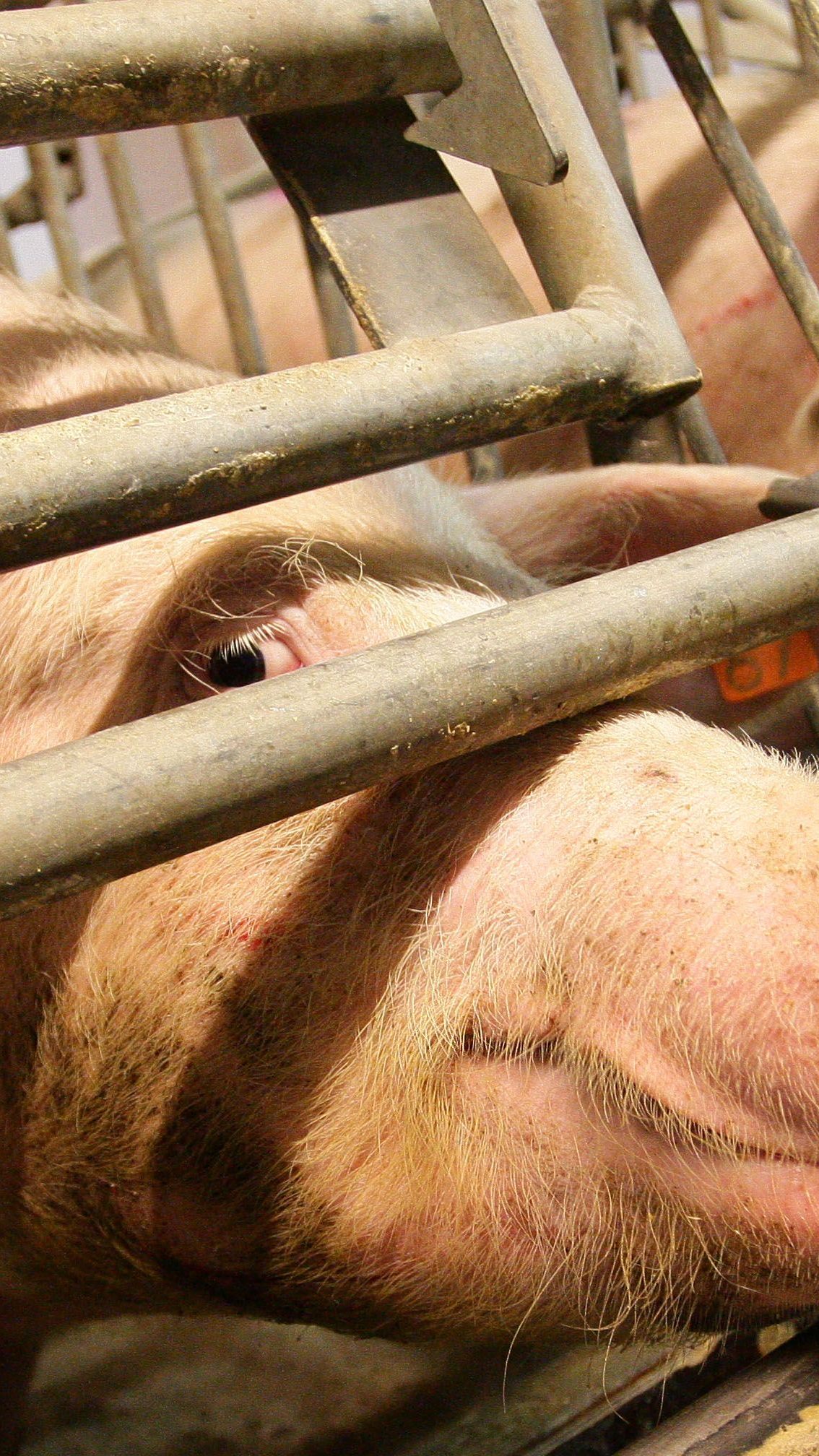 Schlachtschweine bringen Bauern aktuelle mehr ein.