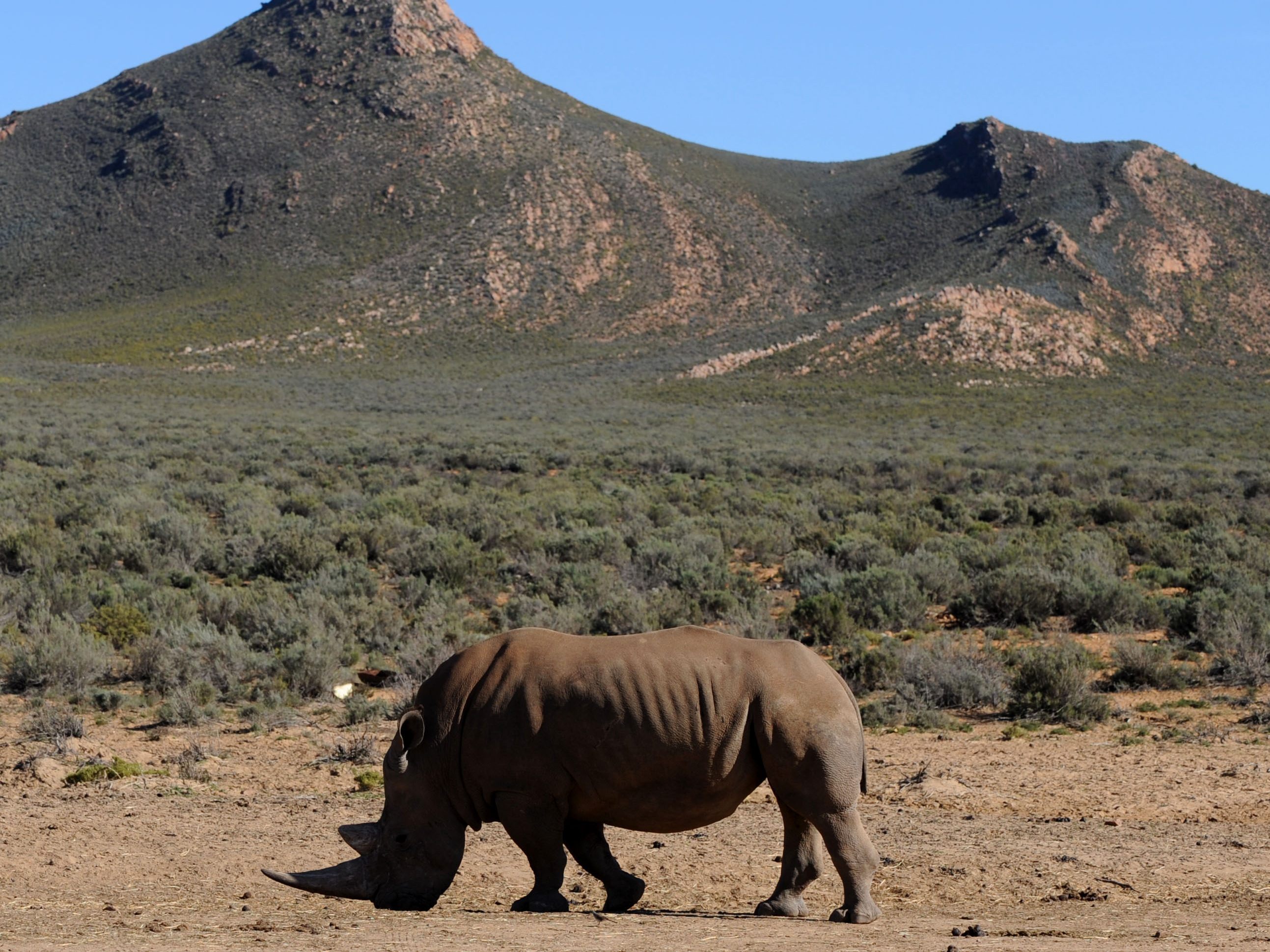 Ein Österreicher, der sich auf Safari in Südafrika befand, wurde von einem Nashorn getötet.