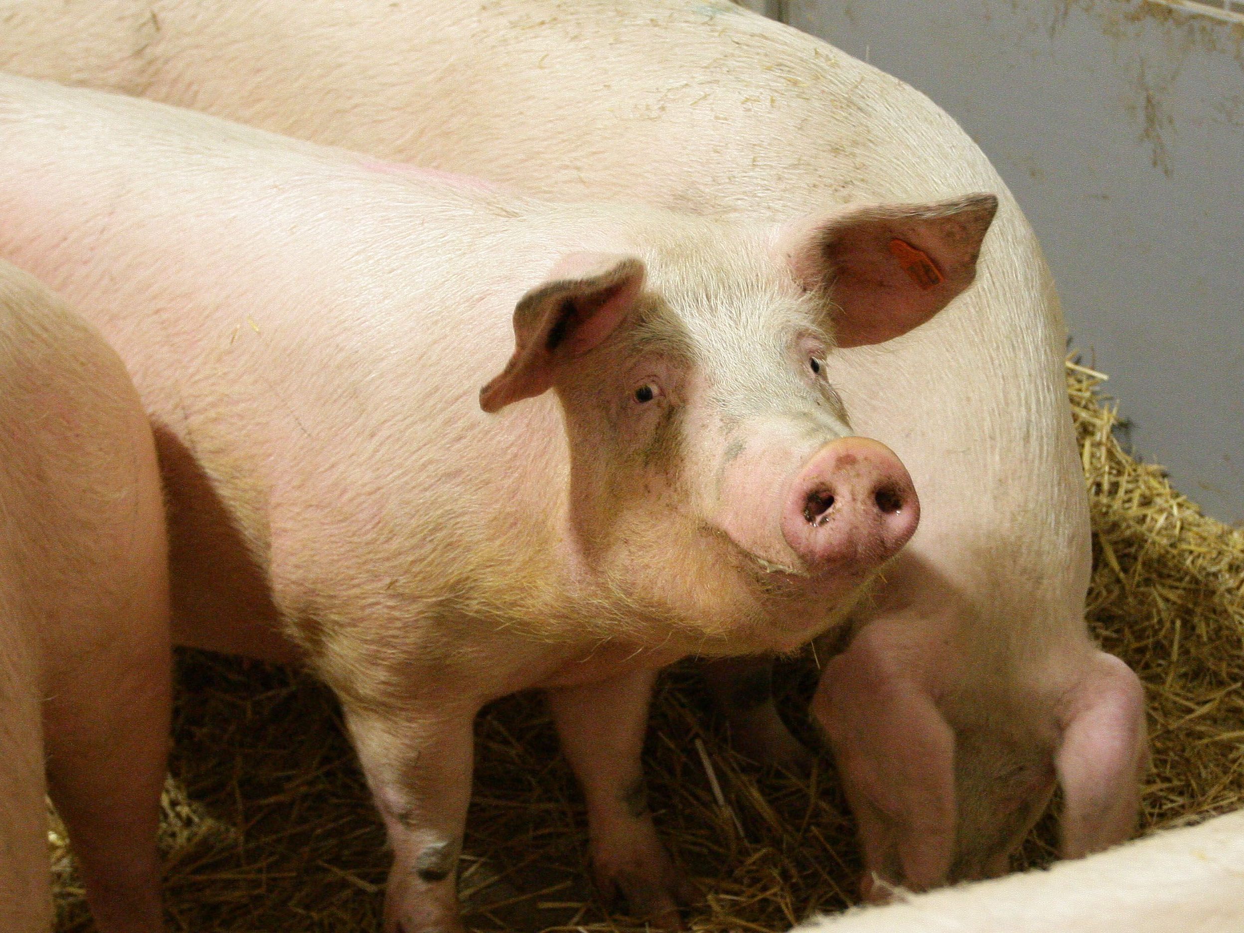 Unschöne Nachrichten gibt es mit Blick auf einen Teil des Schweinefleischs in Österreich. Unschöne Nachrichten gibt es mit Blick auf einen Teil des Schweinefleischs in Österreich.
