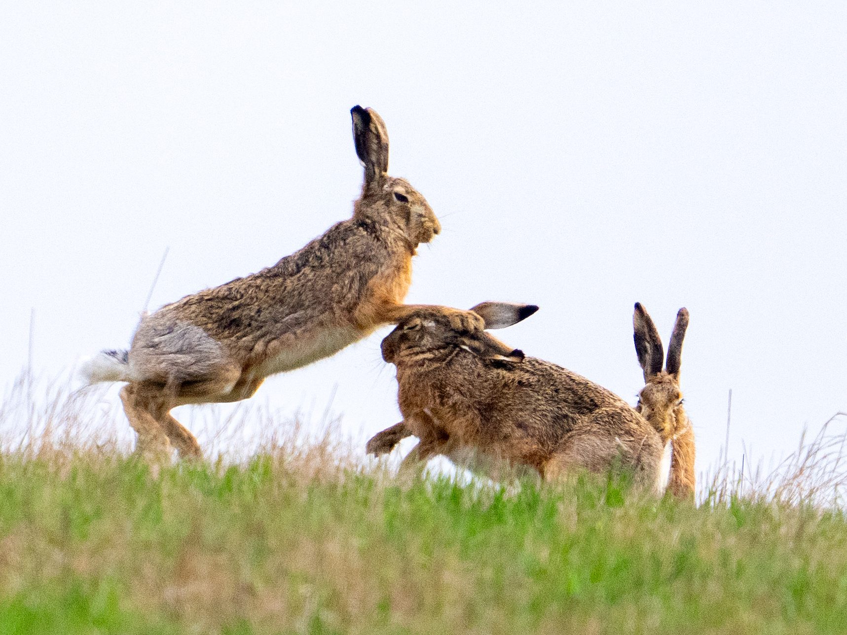 In Österreich verlieren jährlich zahlreiche Hasen im Straßenverkehr ihr Leben.