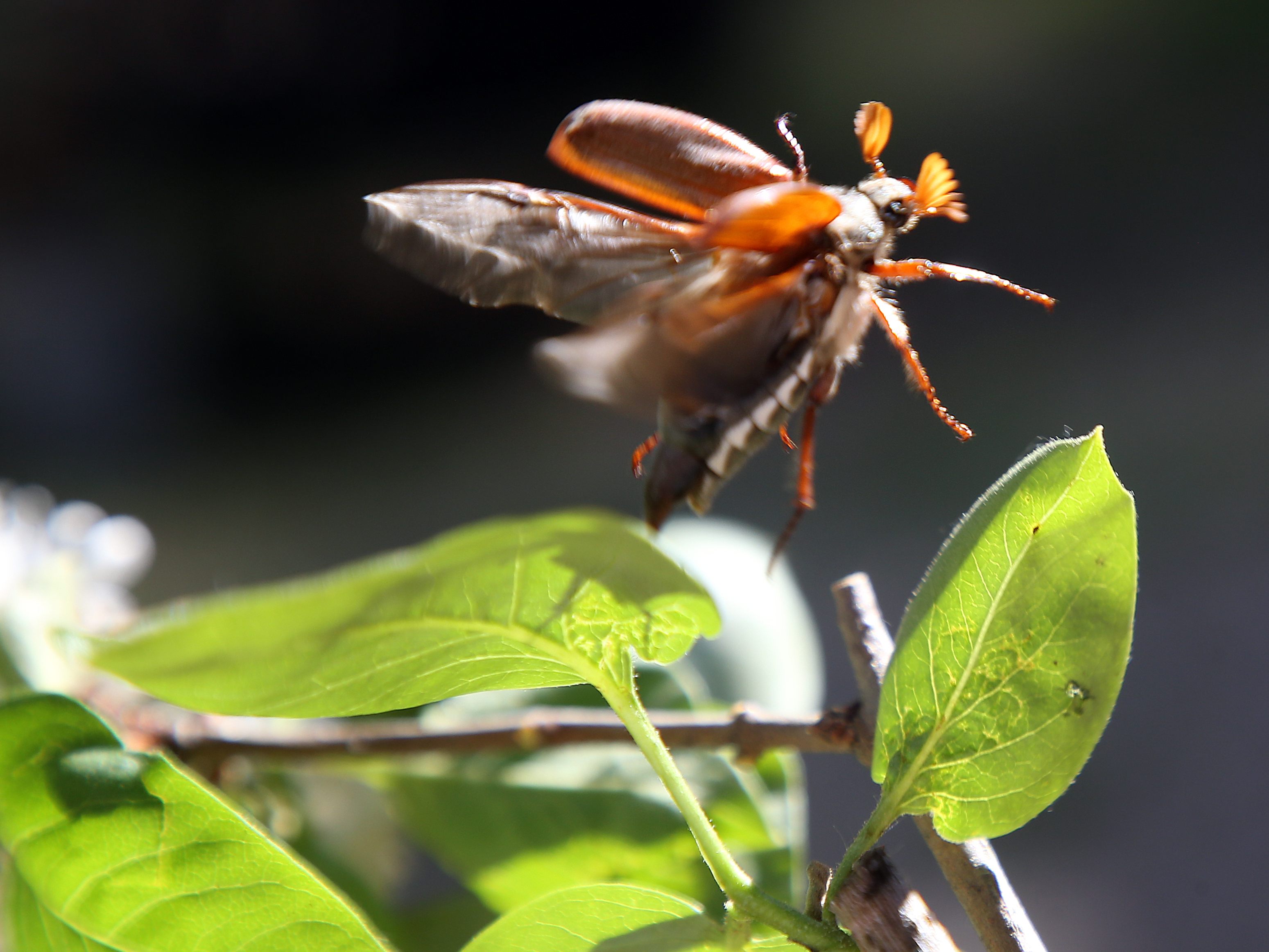 Maikäfer flieg: Die Ausstellung "Binsekt" im Kunst Haus Wien beschäftigt sich mit dem Verhältnis zwischen Menschen und Insekten.