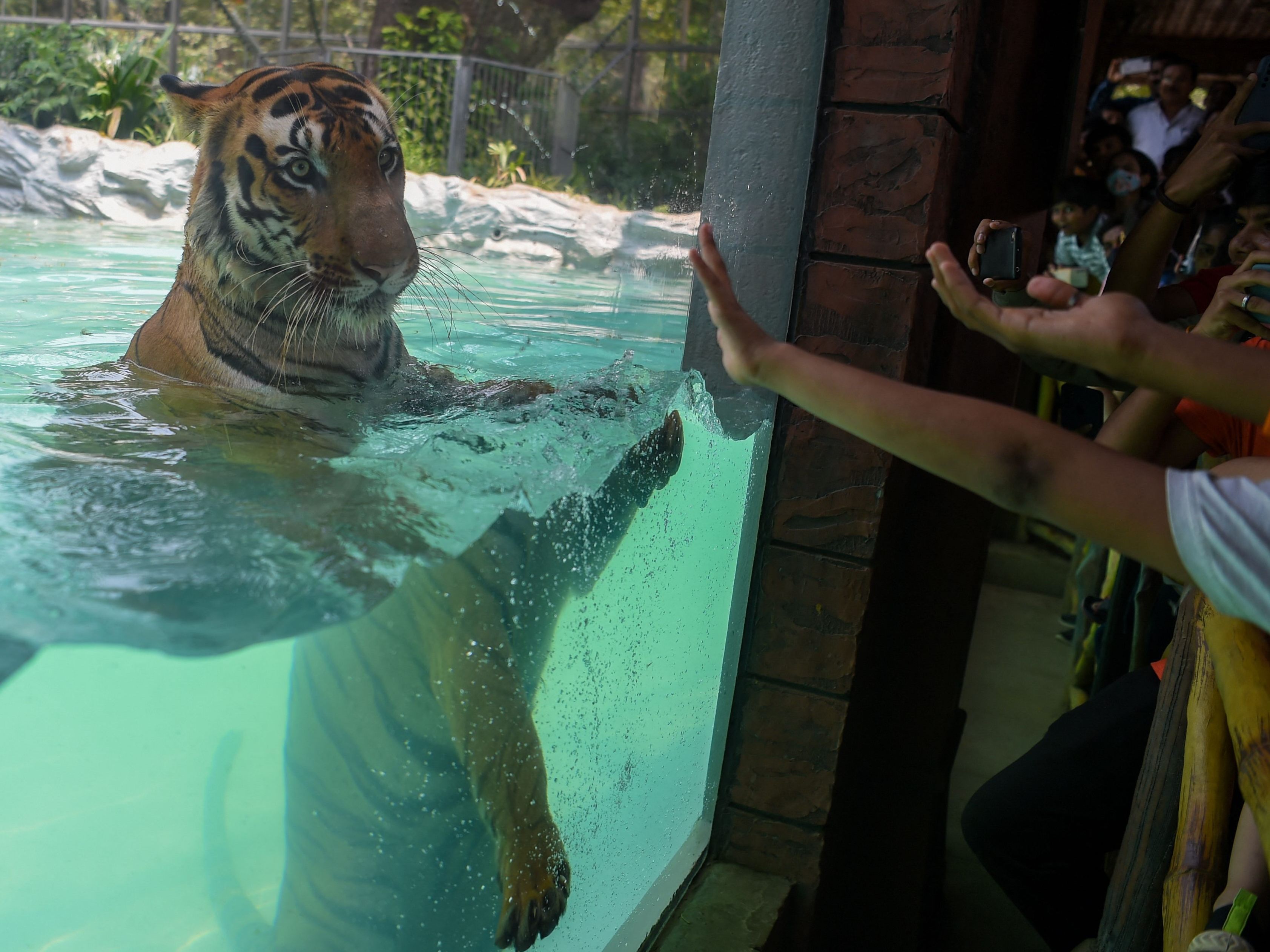 Tiger Shakti gönnt sich ein kühles Bad im Zoo in Mumbai.