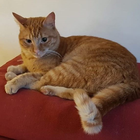 Alfred - 2 Jahre, gechipt und kastriert