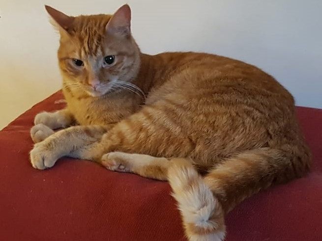 Alfred - 2 Jahre, gechipt und kastriert