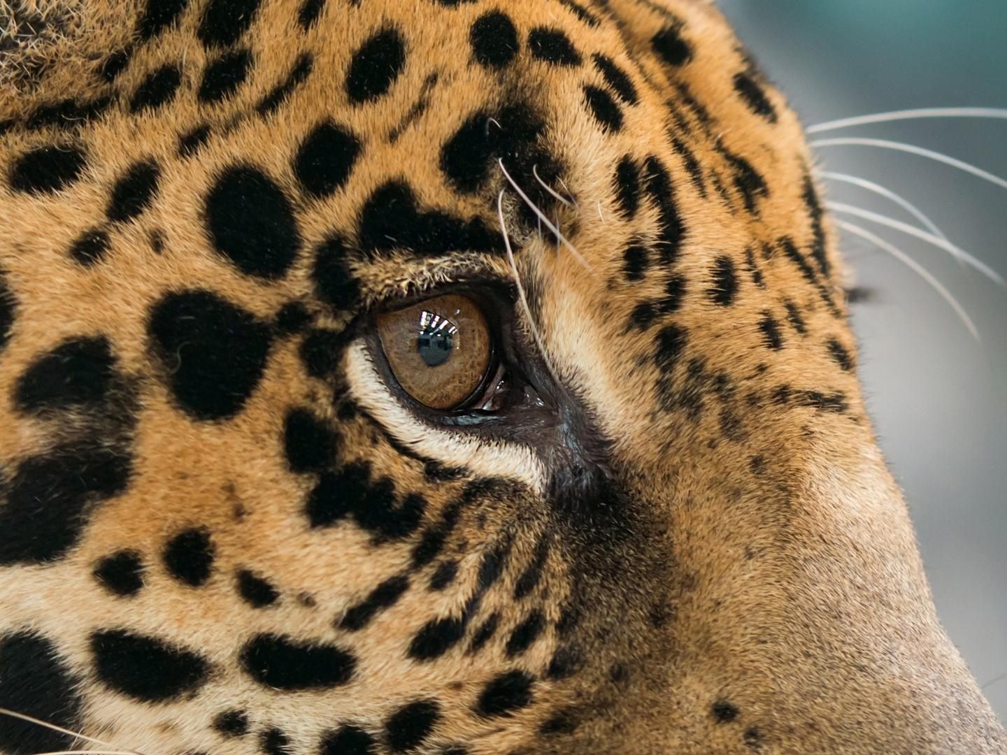 So niedlich reagiert das Tier auf Katzenminze.