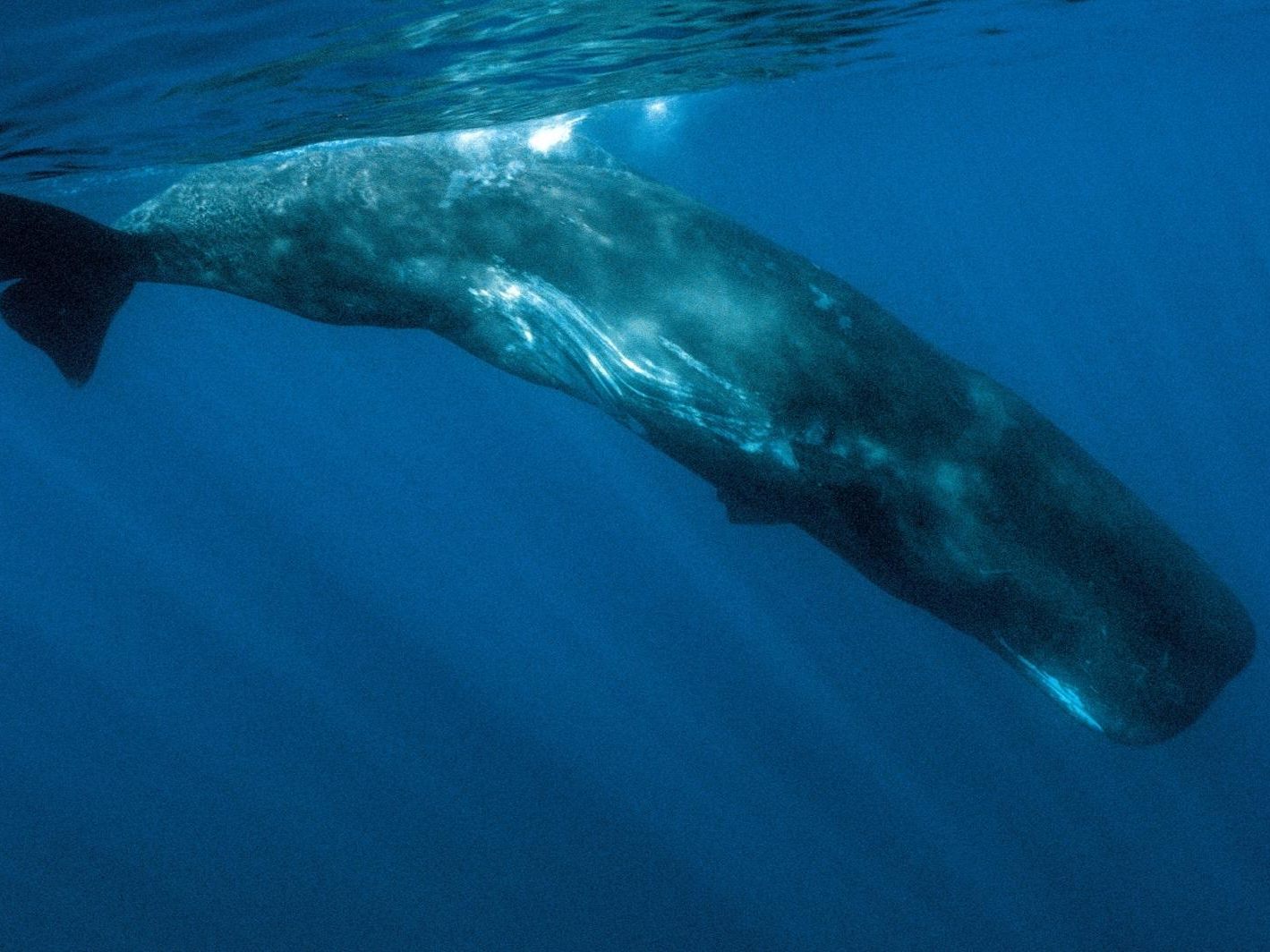 Der Pottwal-Bulle kann über 1.000 Meter tief tauchen und ernährt sich hauptsächlich von Tintenfischen. Der Pottwal-Bulle kann über 1.000 Meter tief tauchen und ernährt sich hauptsächlich von Tintenfischen.